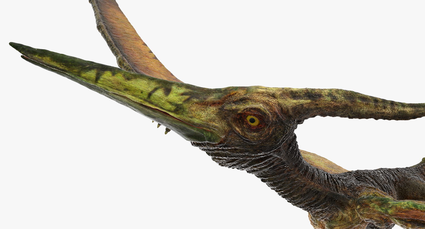 Pteranodon Flying Carnivorous Reptile Flying Pose 3D model