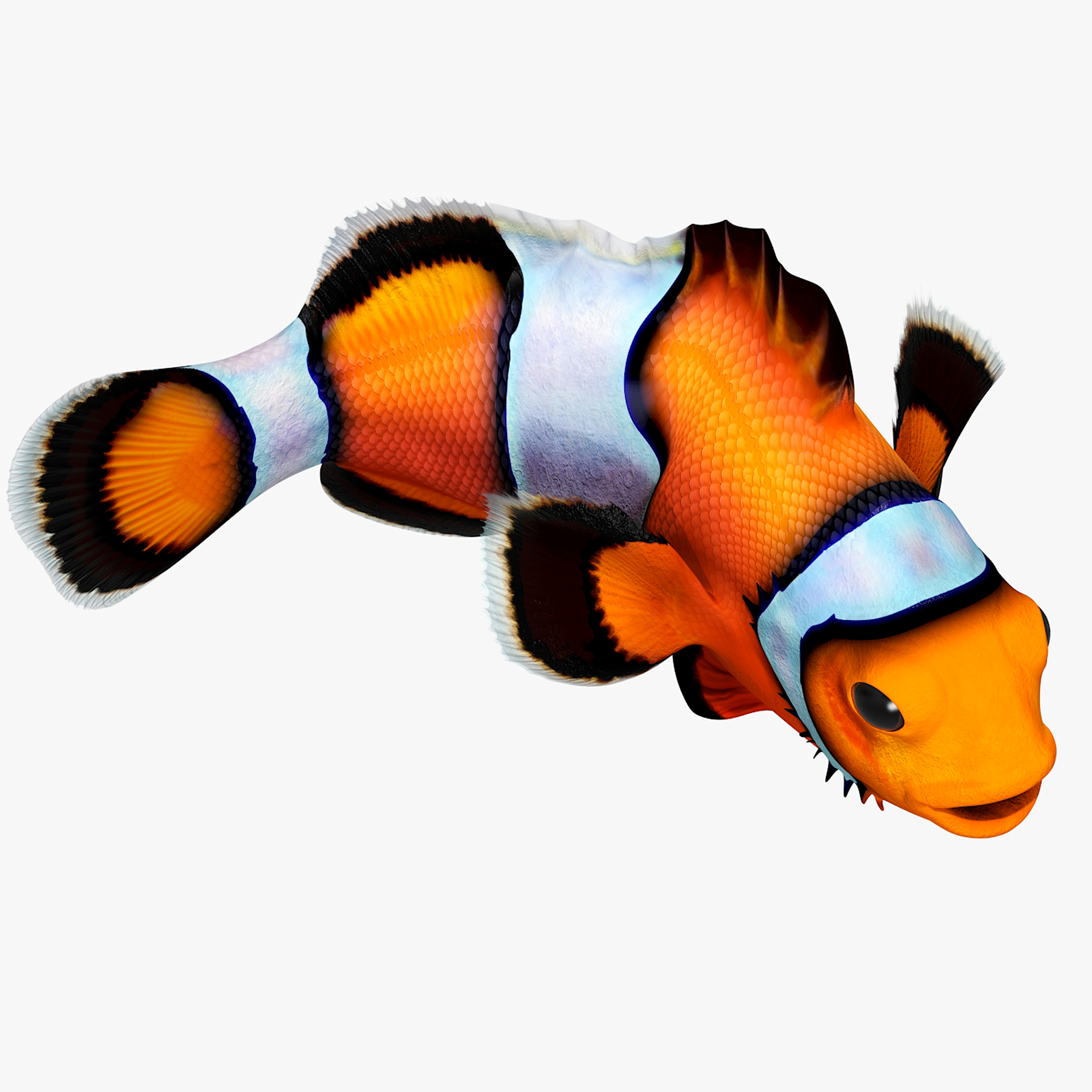 3D model Realistic Clownfish Rigged for Maya