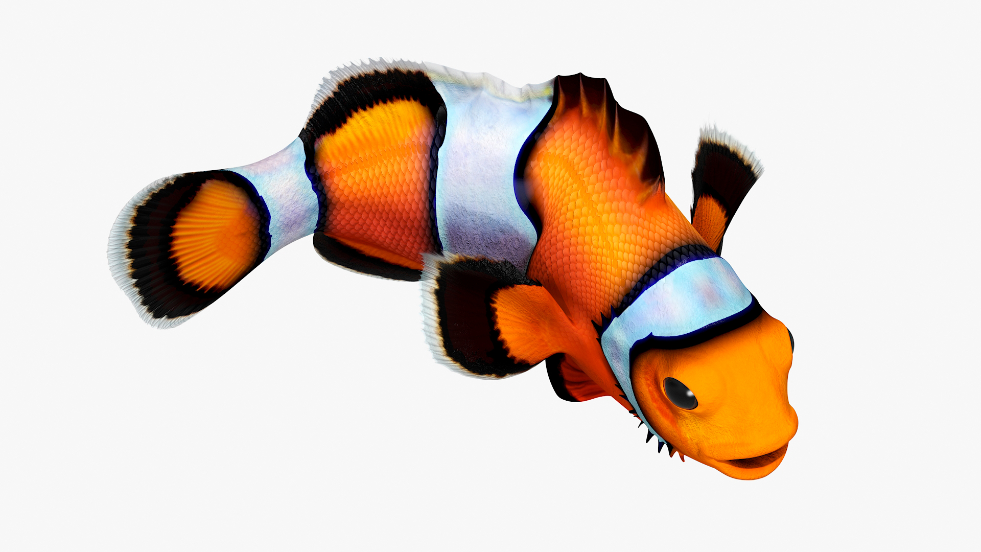 3D model Realistic Clownfish Rigged for Maya
