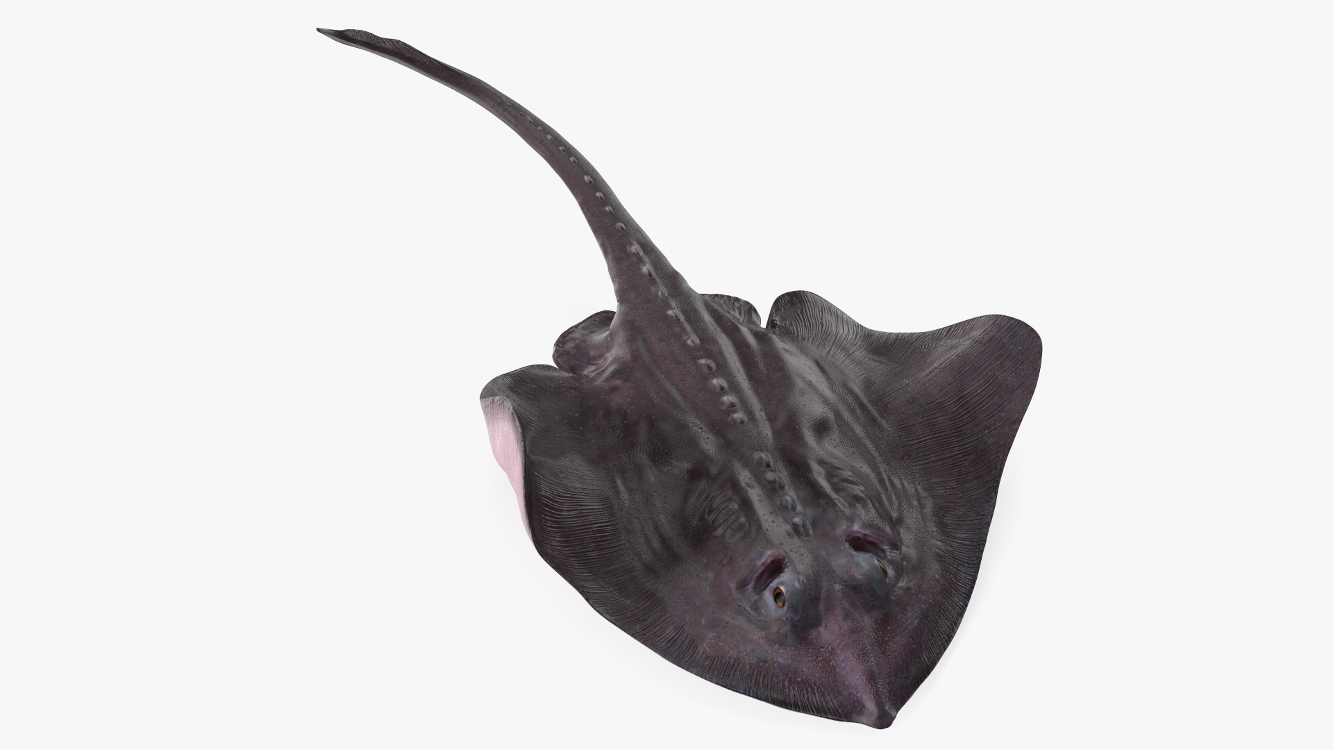 3D Gray Bathyraja Lindbergi Looking for Food