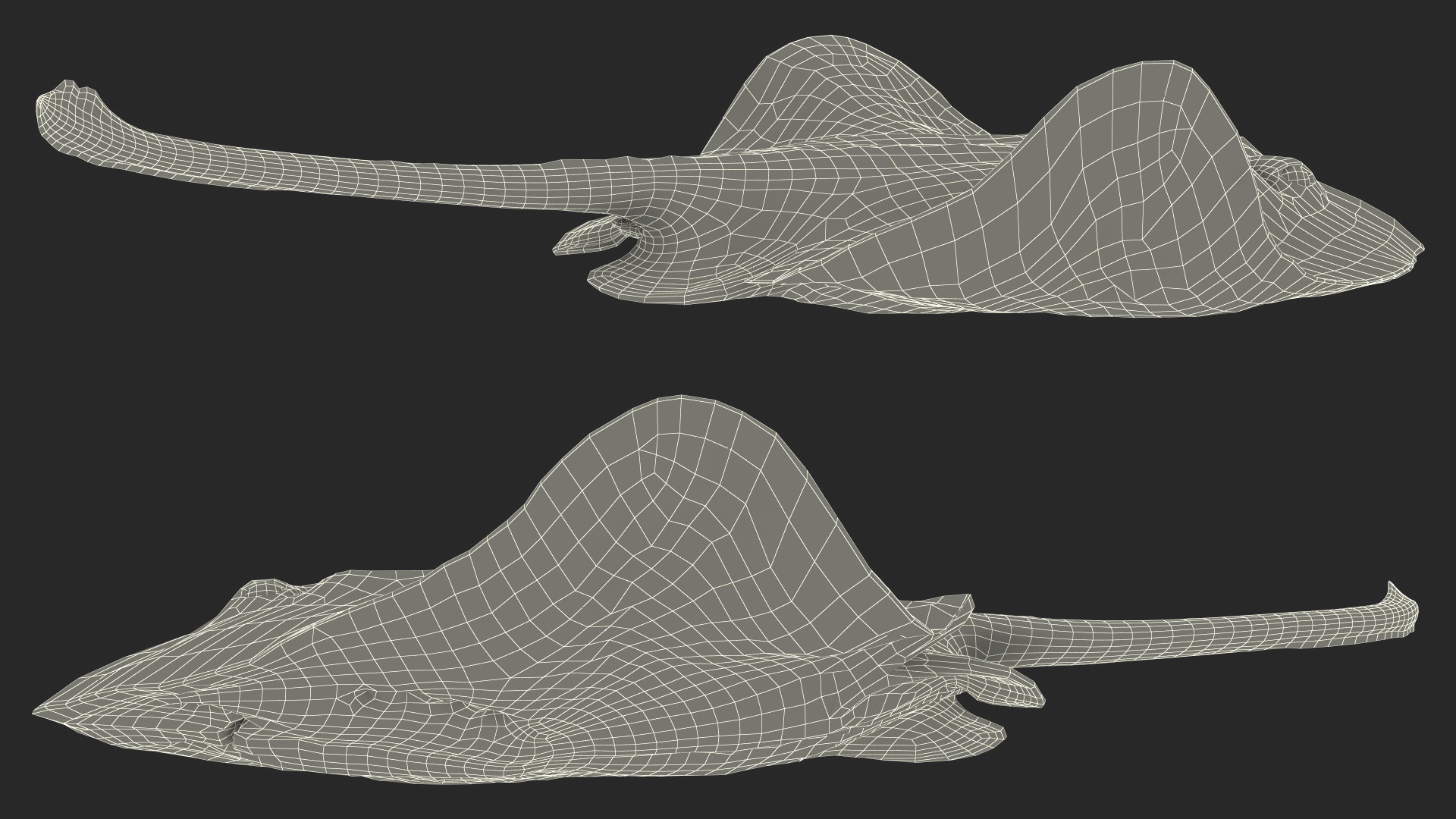 3D Gray Bathyraja Lindbergi Looking for Food