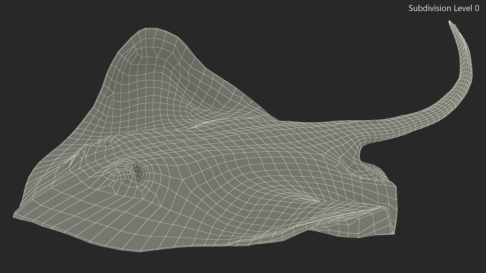 3D Gray Bathyraja Lindbergi Looking for Food