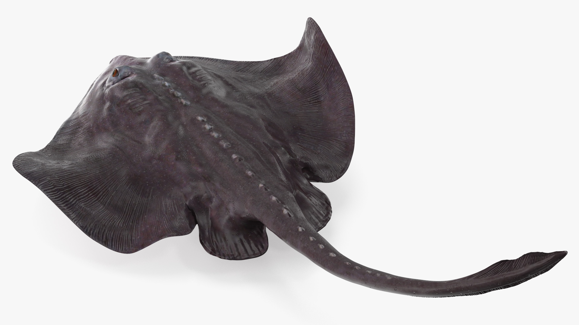 3D Gray Bathyraja Lindbergi Looking for Food