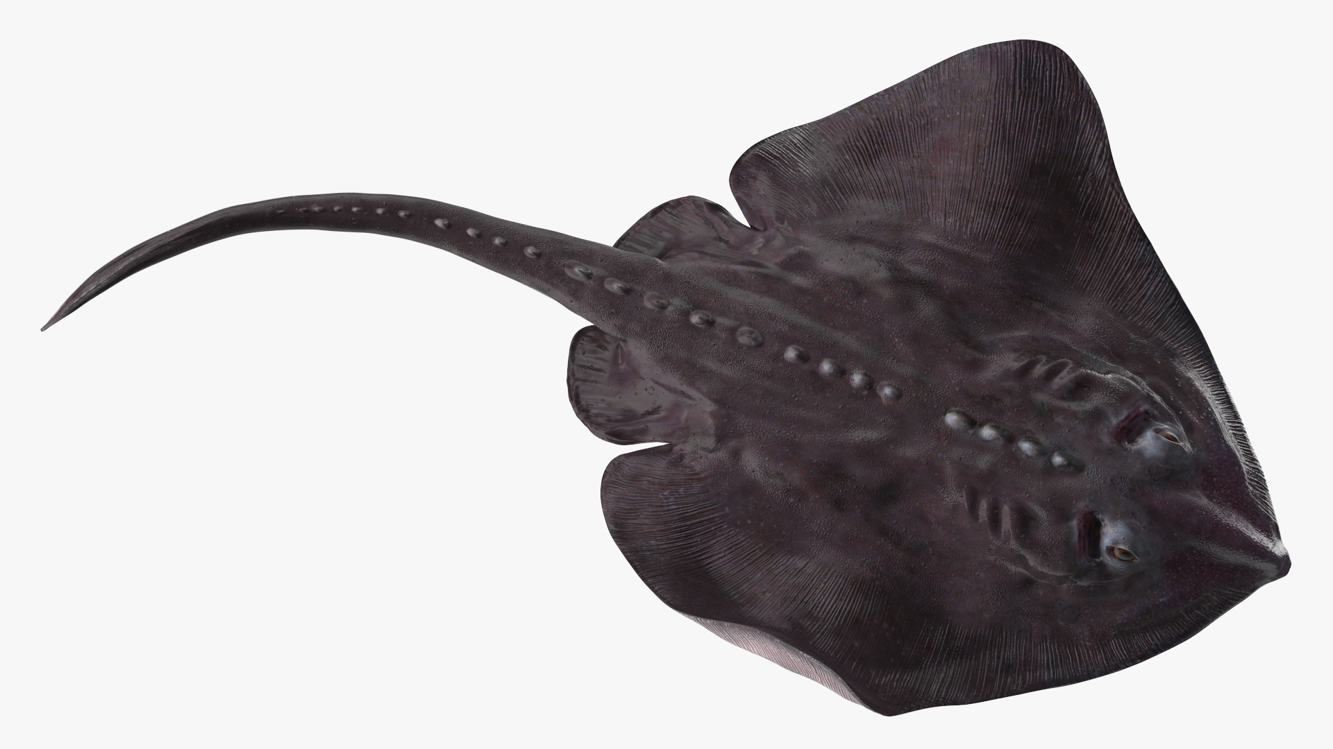 3D Gray Bathyraja Lindbergi Looking for Food