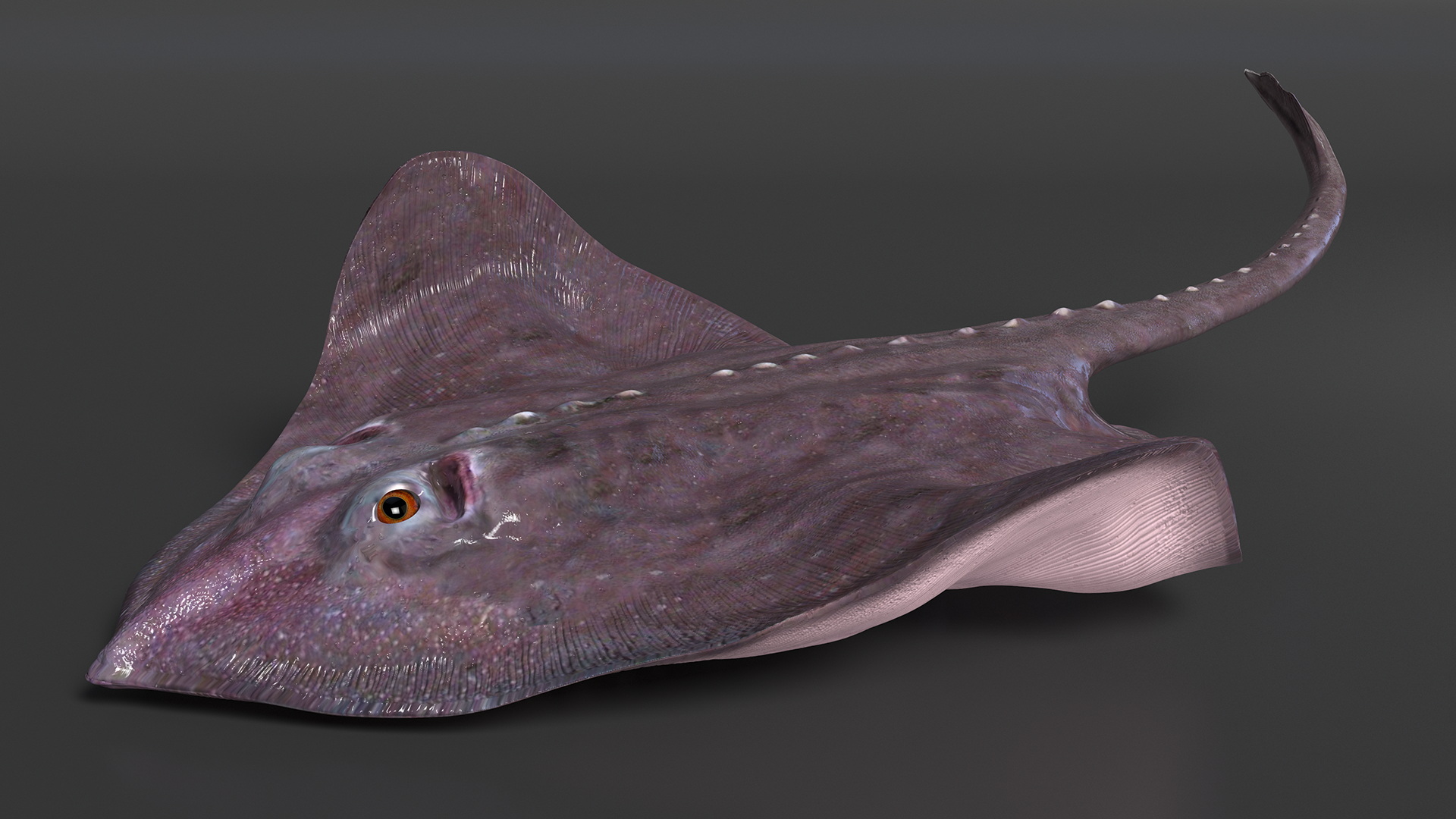 3D Gray Bathyraja Lindbergi Looking for Food