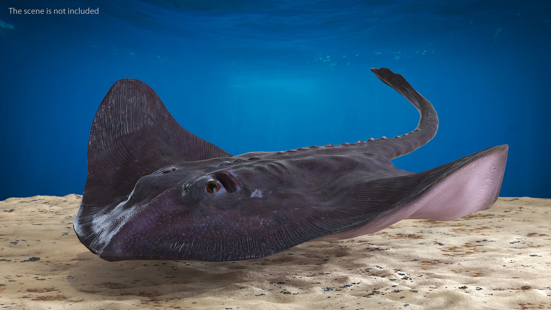 3D Gray Bathyraja Lindbergi Looking for Food
