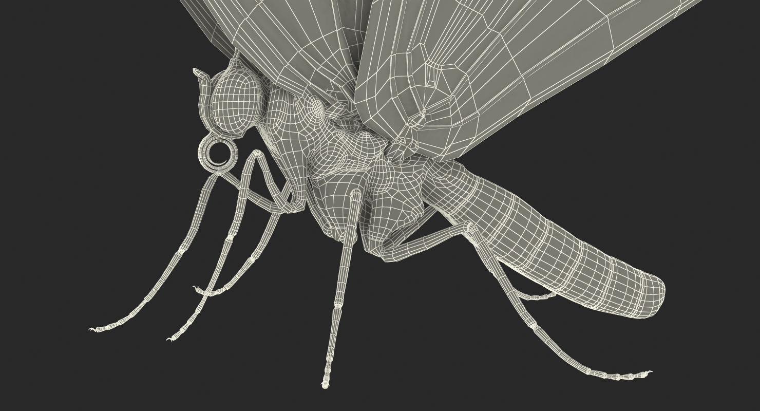Bhutanitis Lidderdalii Butterfly Rigged 3D model