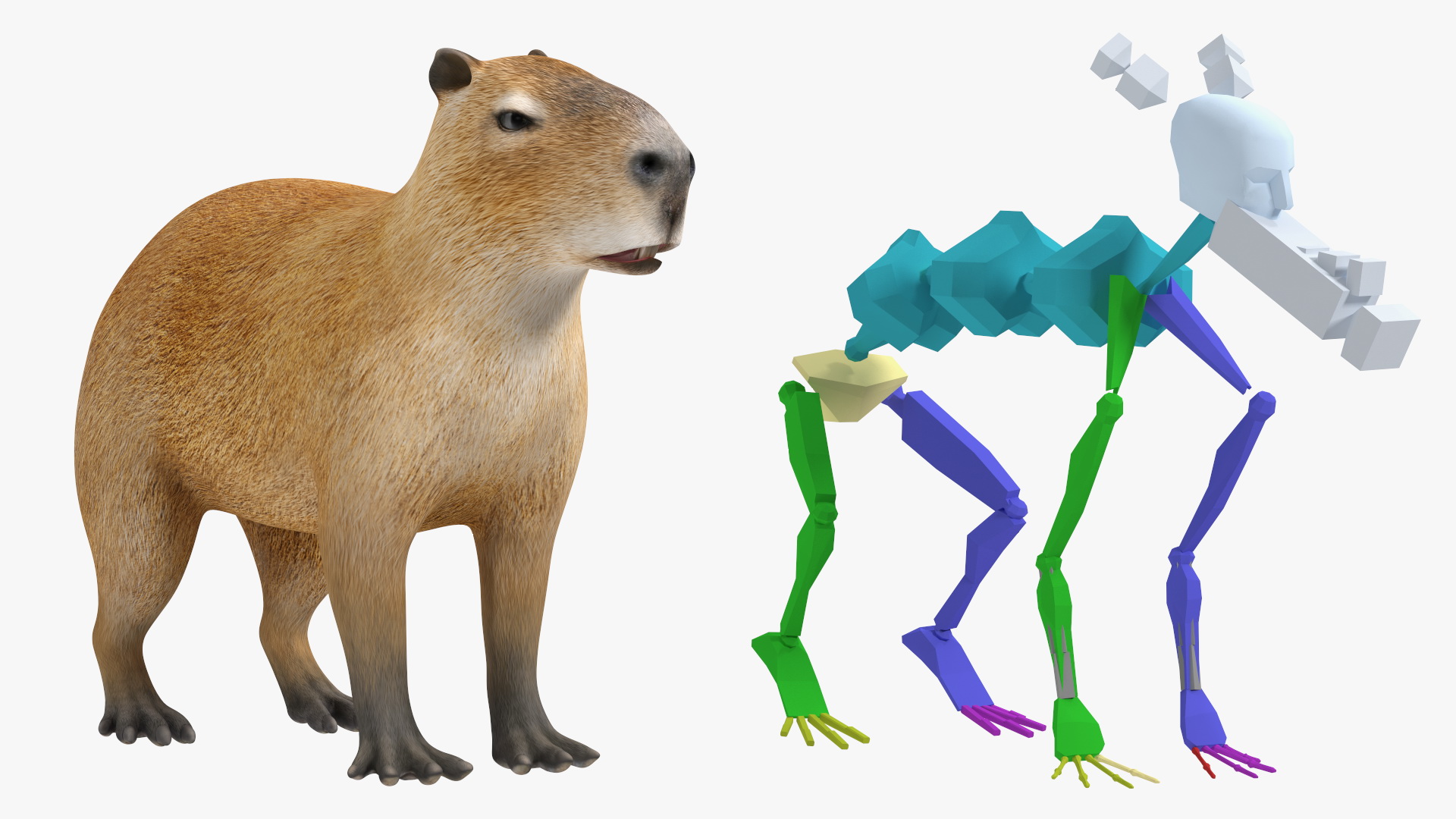3D model Capybara Rigged