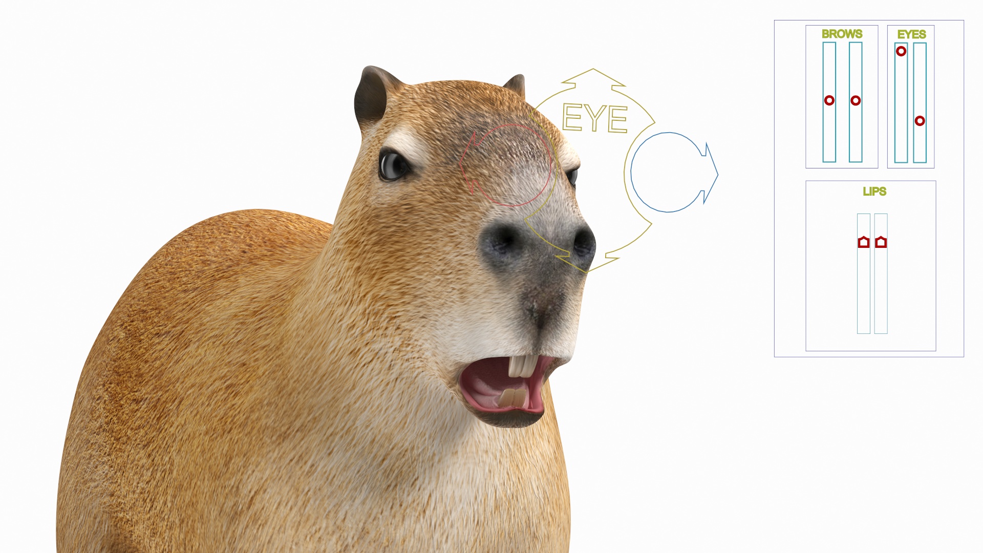 3D model Capybara Rigged