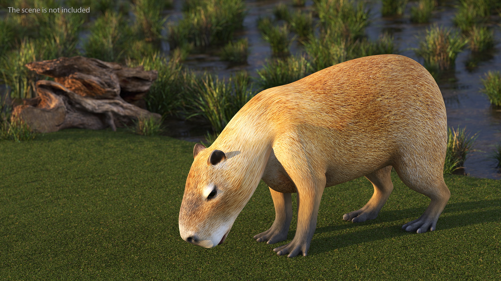 3D model Capybara Rigged
