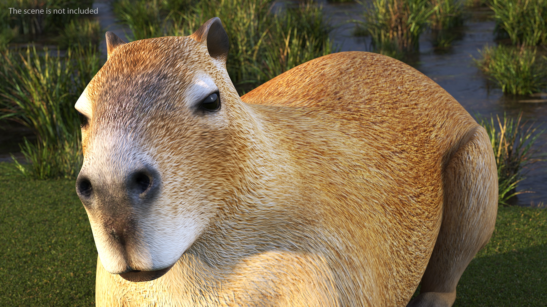 3D model Capybara Rigged