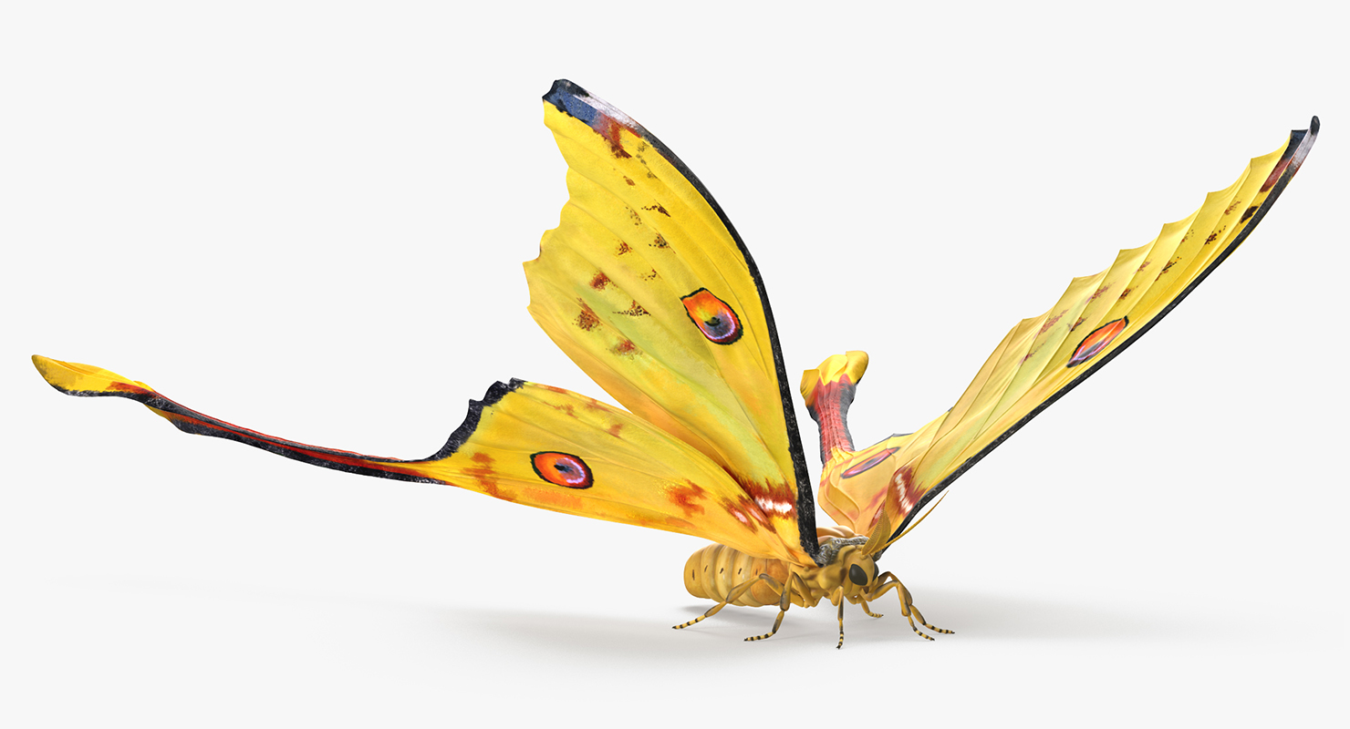 3D model Madagascan Moon Moth