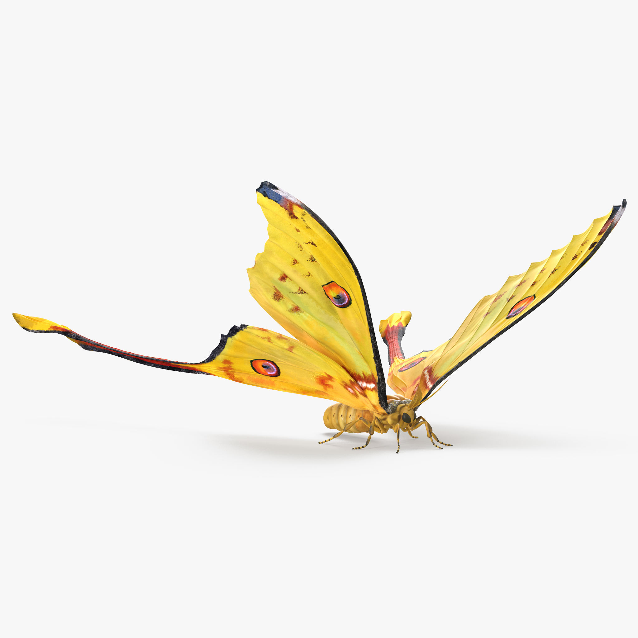 Madagascan Moon Moth, view 7