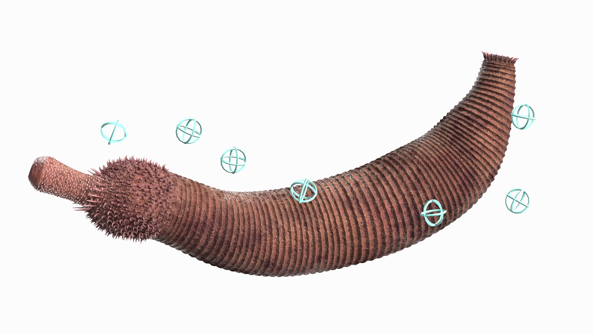 3D Ottoia Relict Marine Worm Rigged for Cinema 4D
