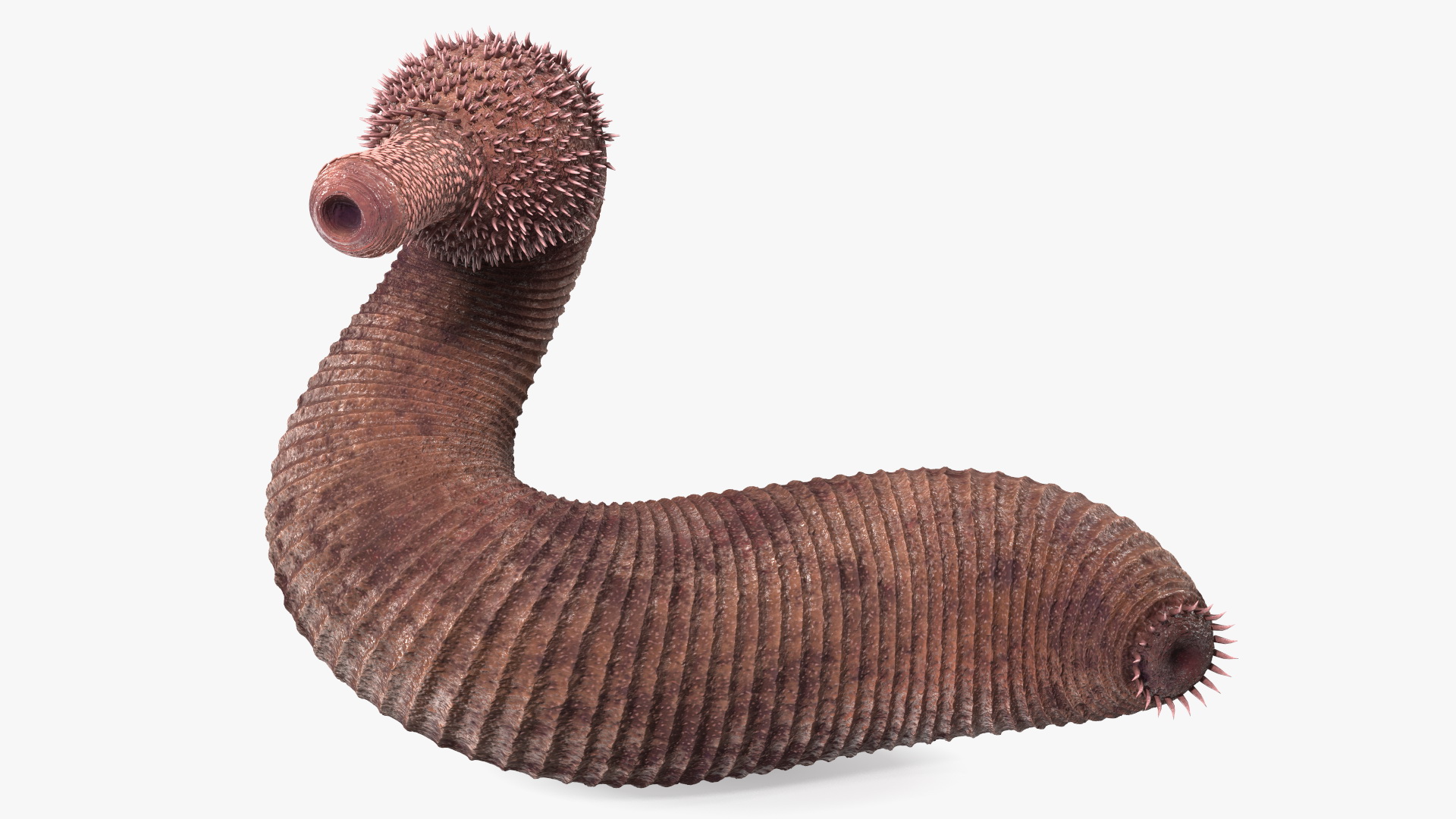 3D Ottoia Relict Marine Worm Rigged for Cinema 4D