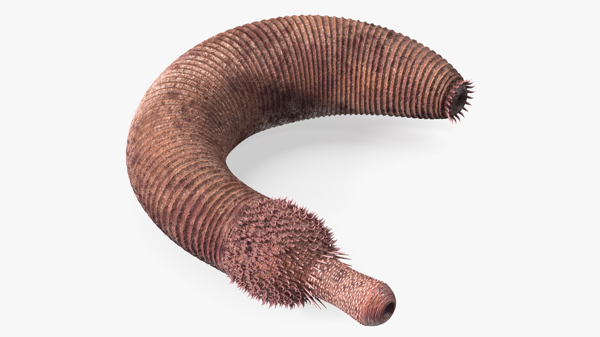 3D Ottoia Relict Marine Worm Rigged for Cinema 4D