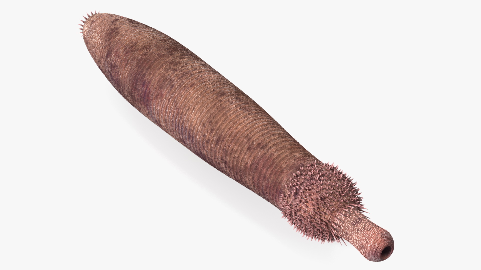 3D Ottoia Relict Marine Worm Rigged for Cinema 4D