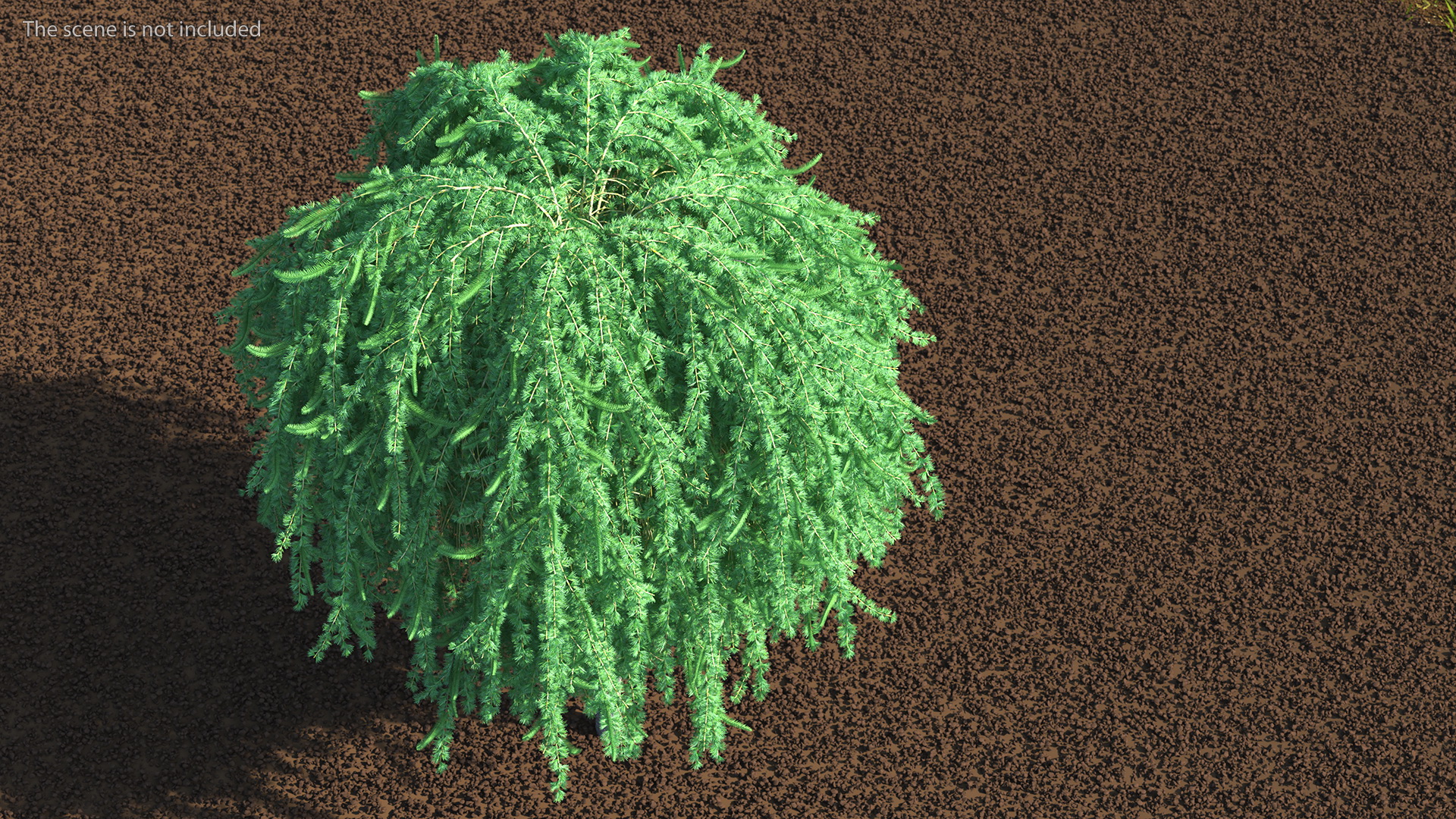 3D Larix Kaempferi Stiff Weeper model