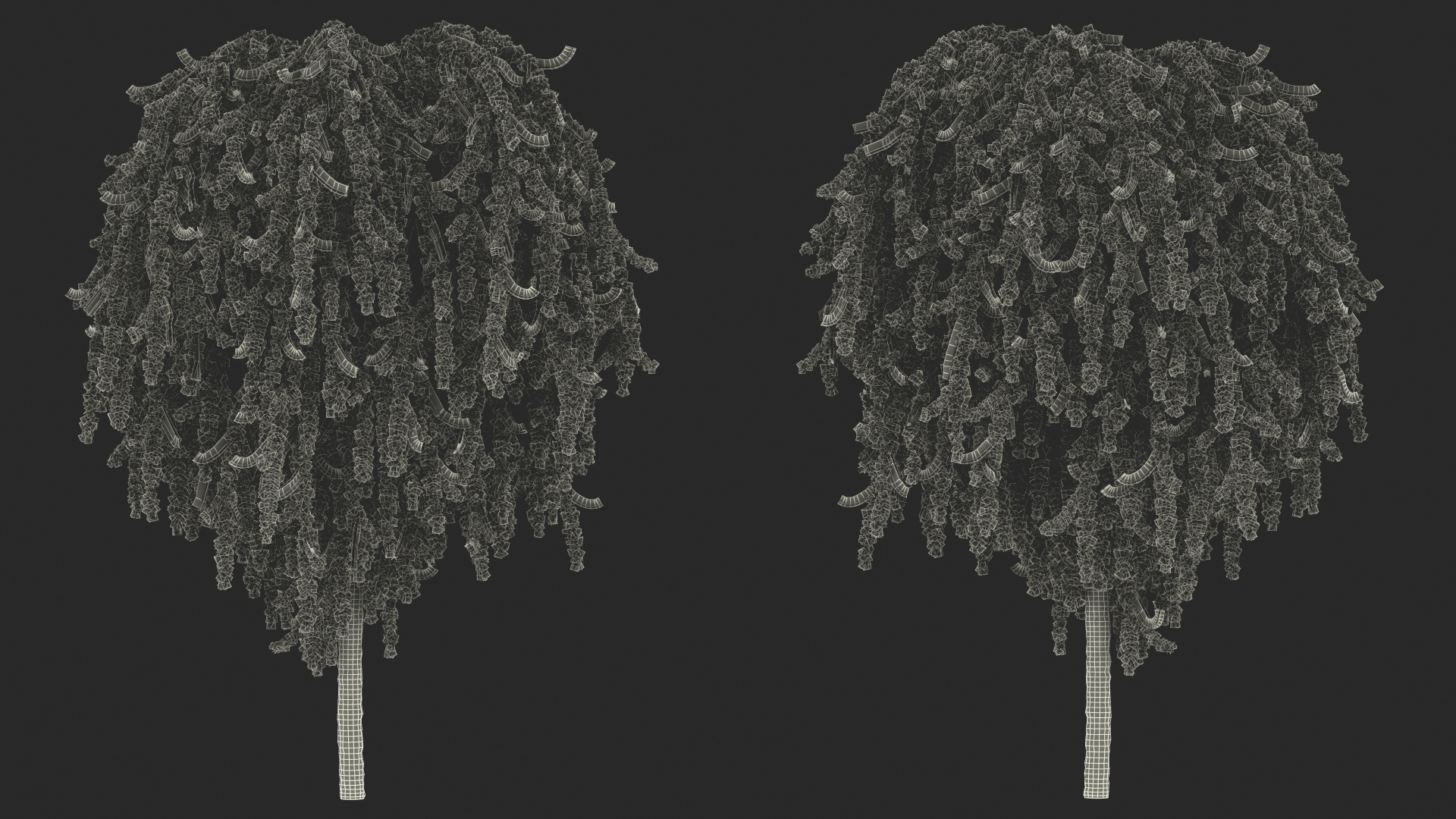 3D Larix Kaempferi Stiff Weeper model
