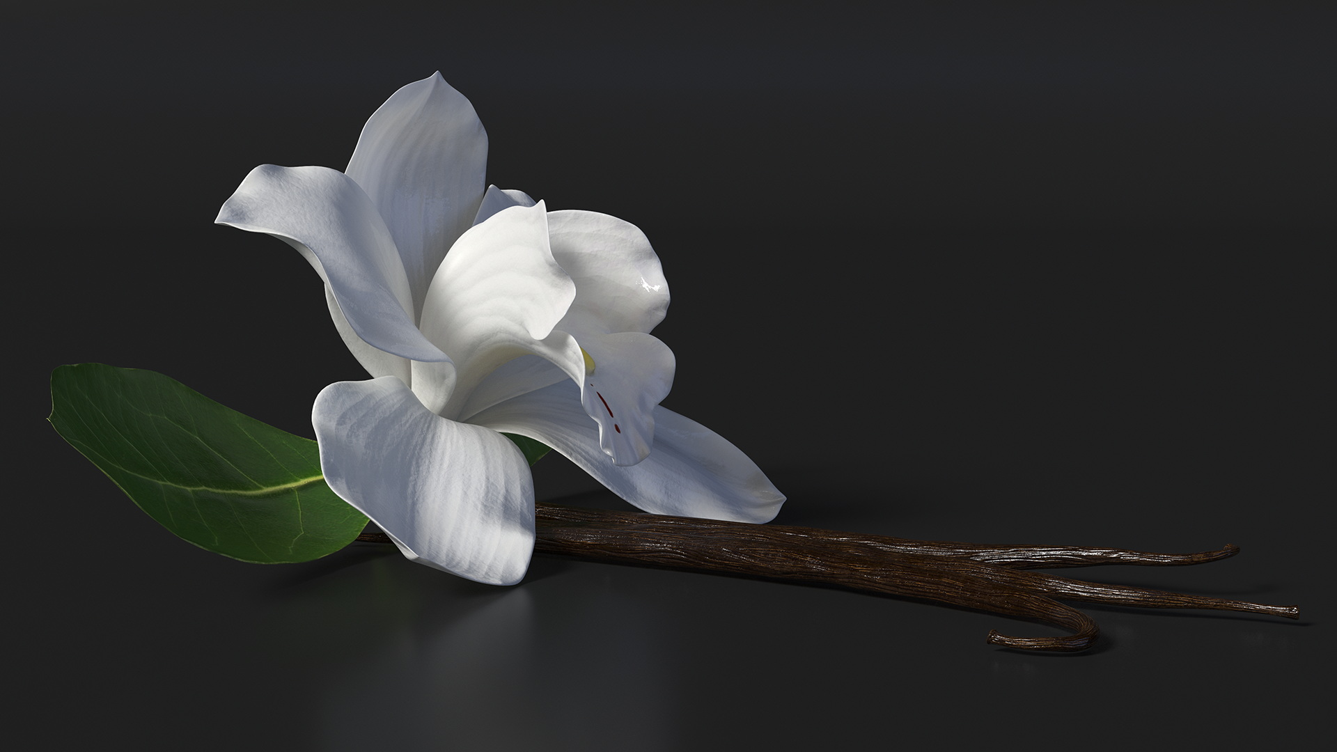 3D Hybrid Orchid Vanilla with Vanilla Sticks