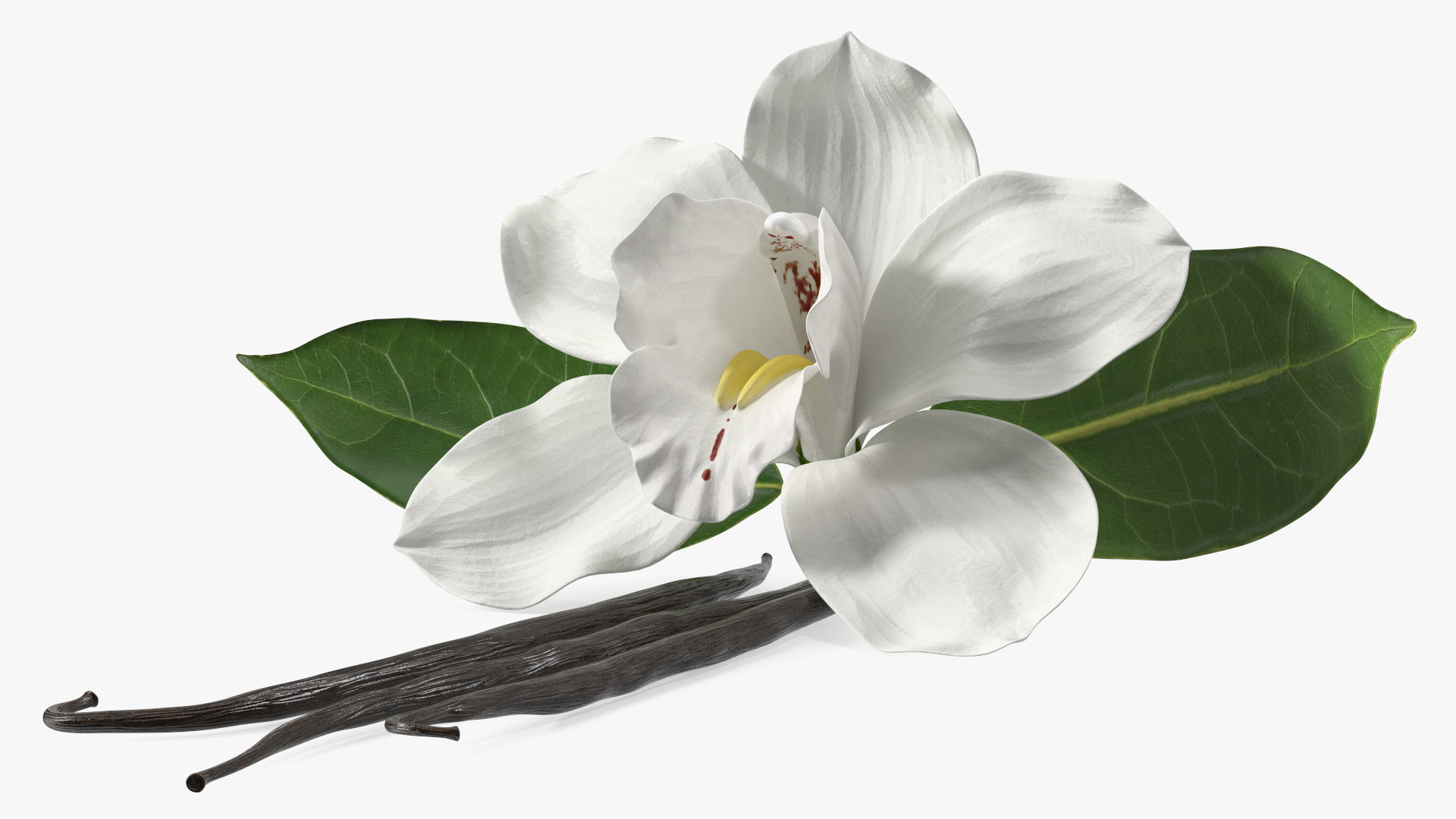 3D Hybrid Orchid Vanilla with Vanilla Sticks