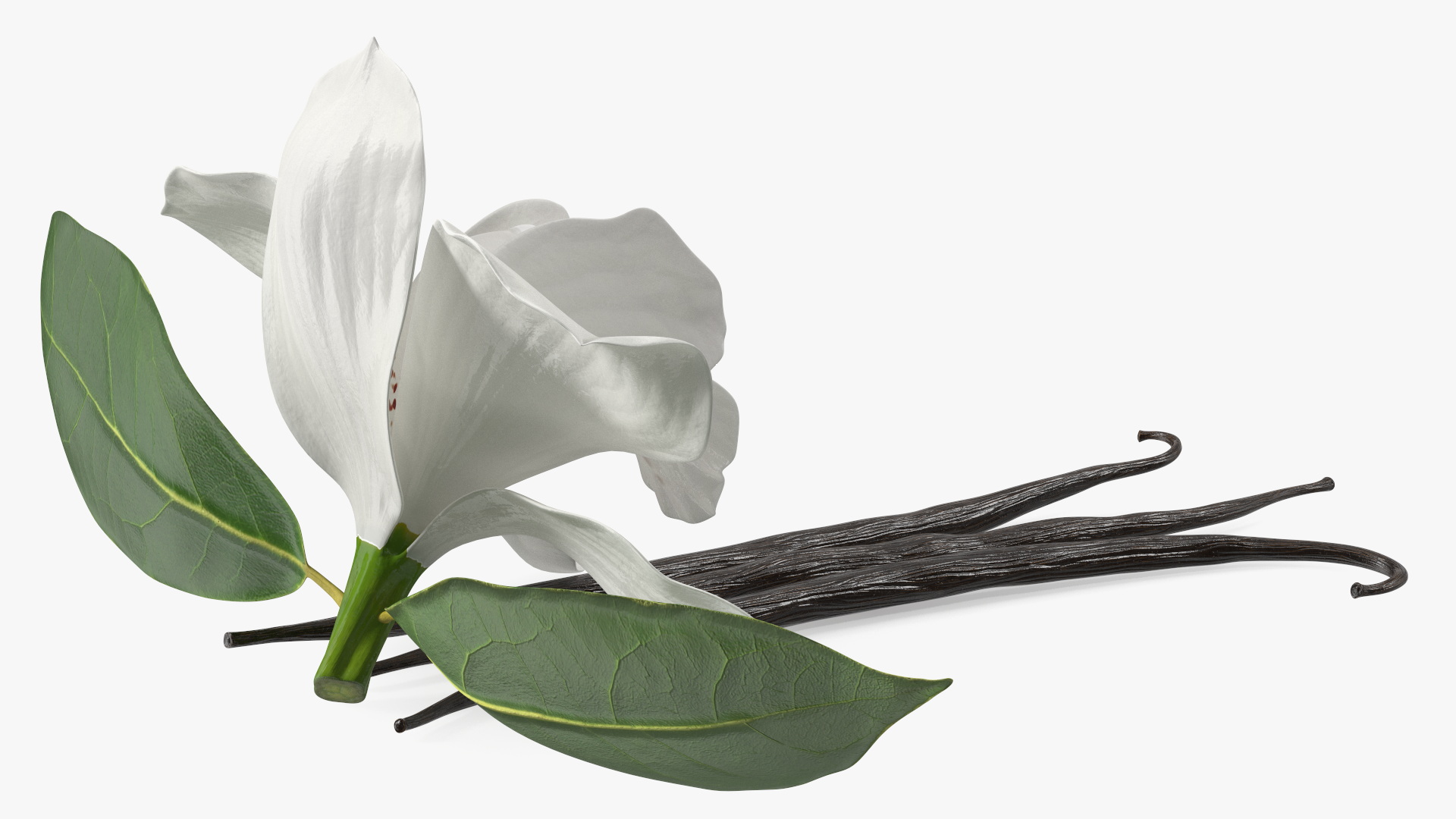 3D Hybrid Orchid Vanilla with Vanilla Sticks