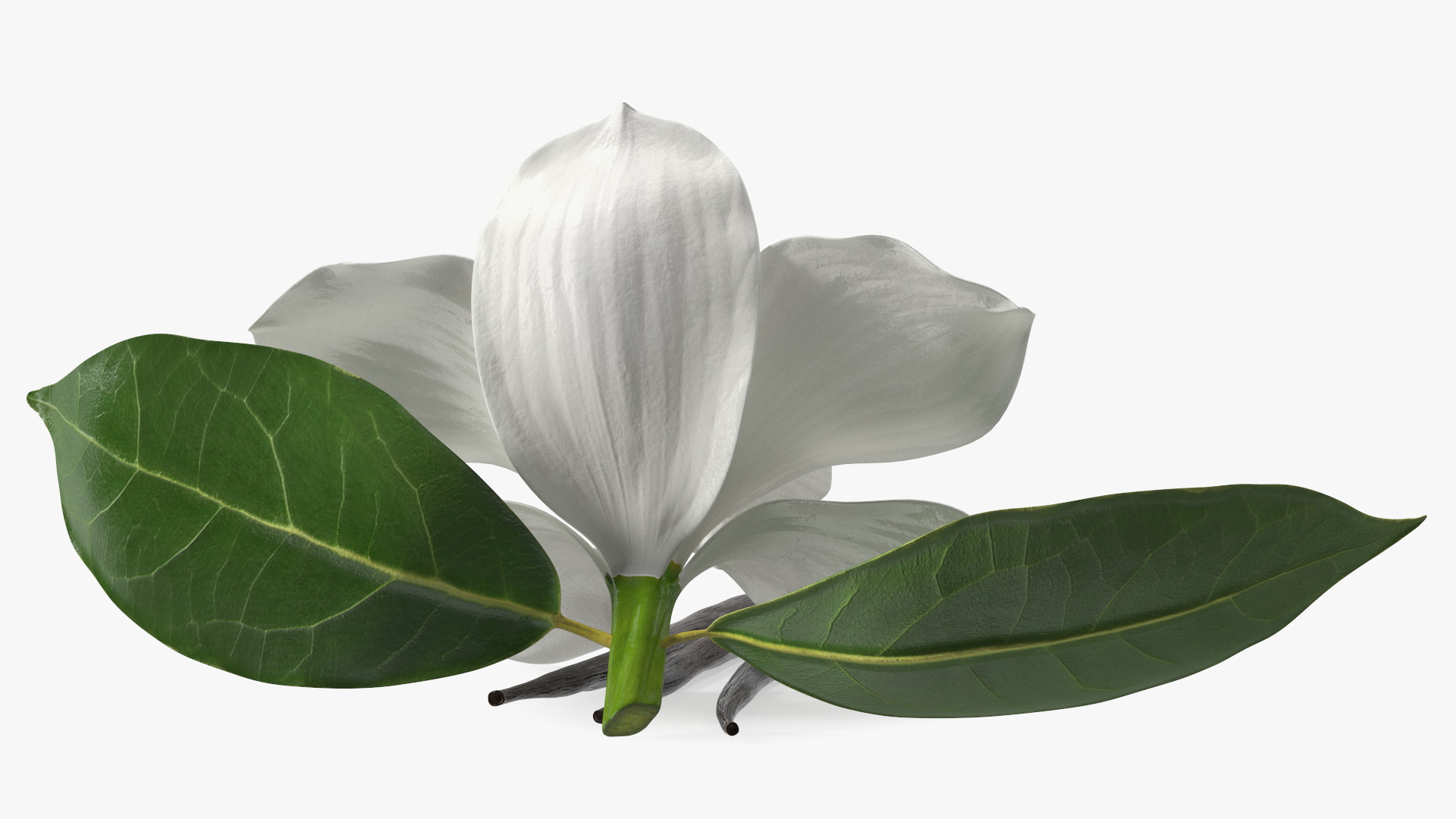 3D Hybrid Orchid Vanilla with Vanilla Sticks