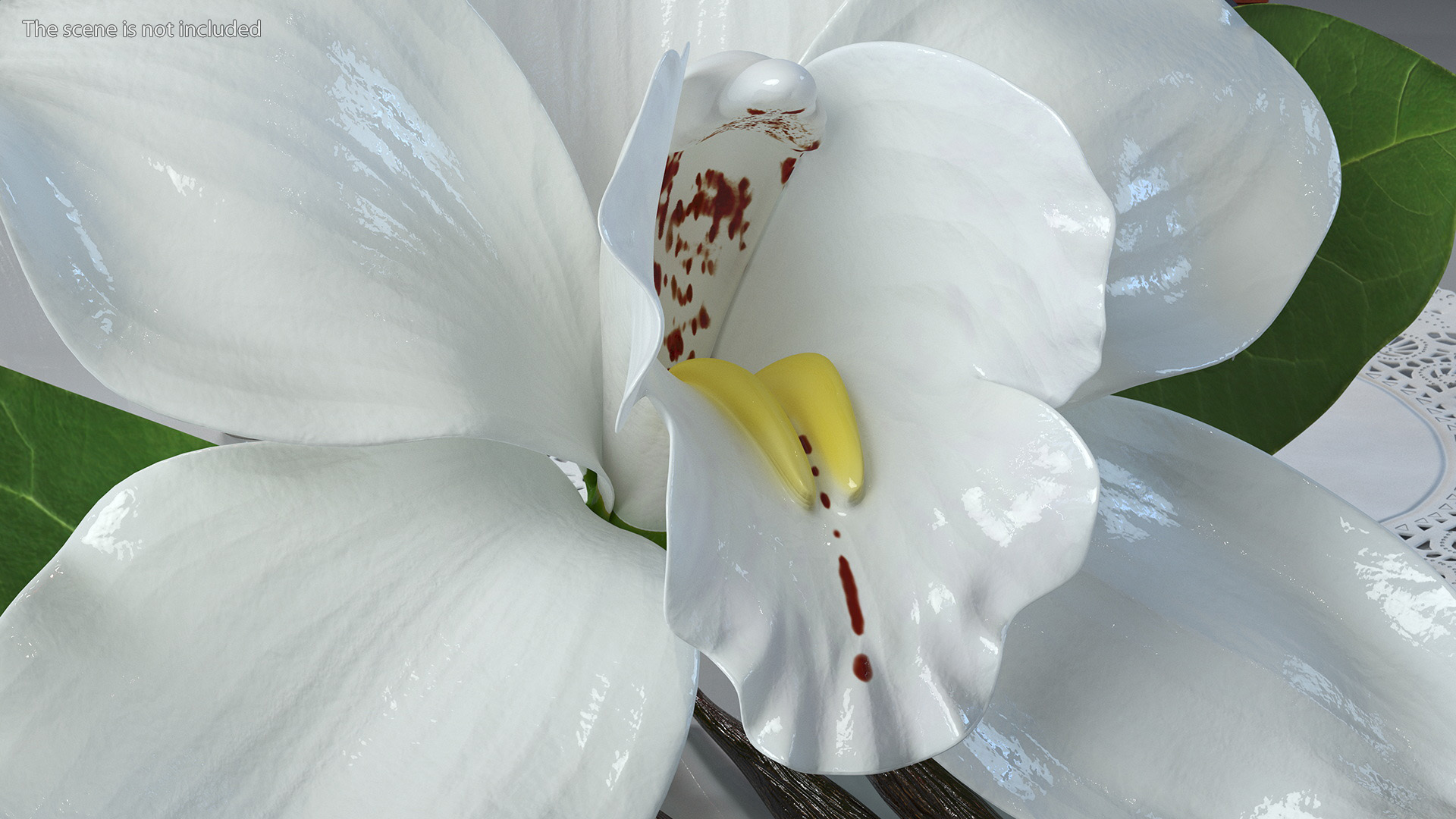 3D Hybrid Orchid Vanilla with Vanilla Sticks