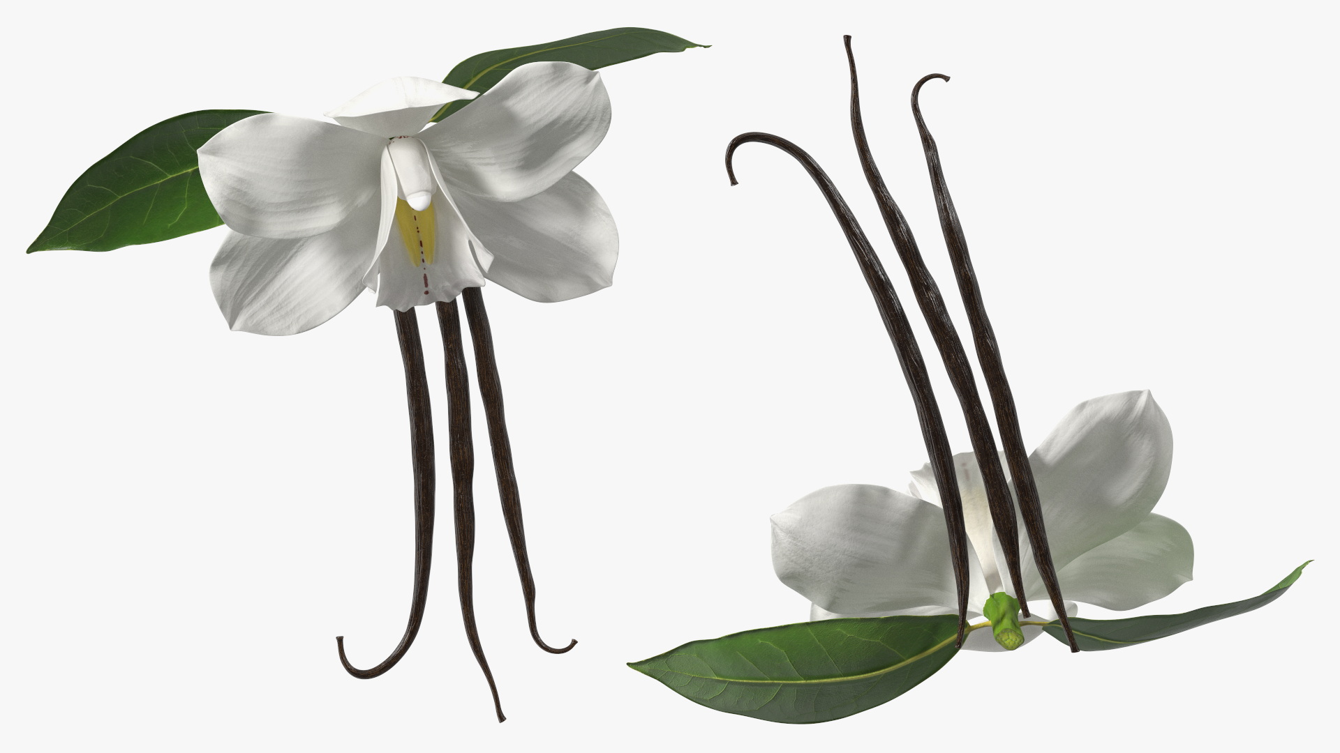3D Hybrid Orchid Vanilla with Vanilla Sticks
