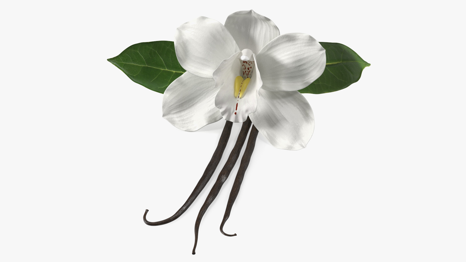 3D Hybrid Orchid Vanilla with Vanilla Sticks