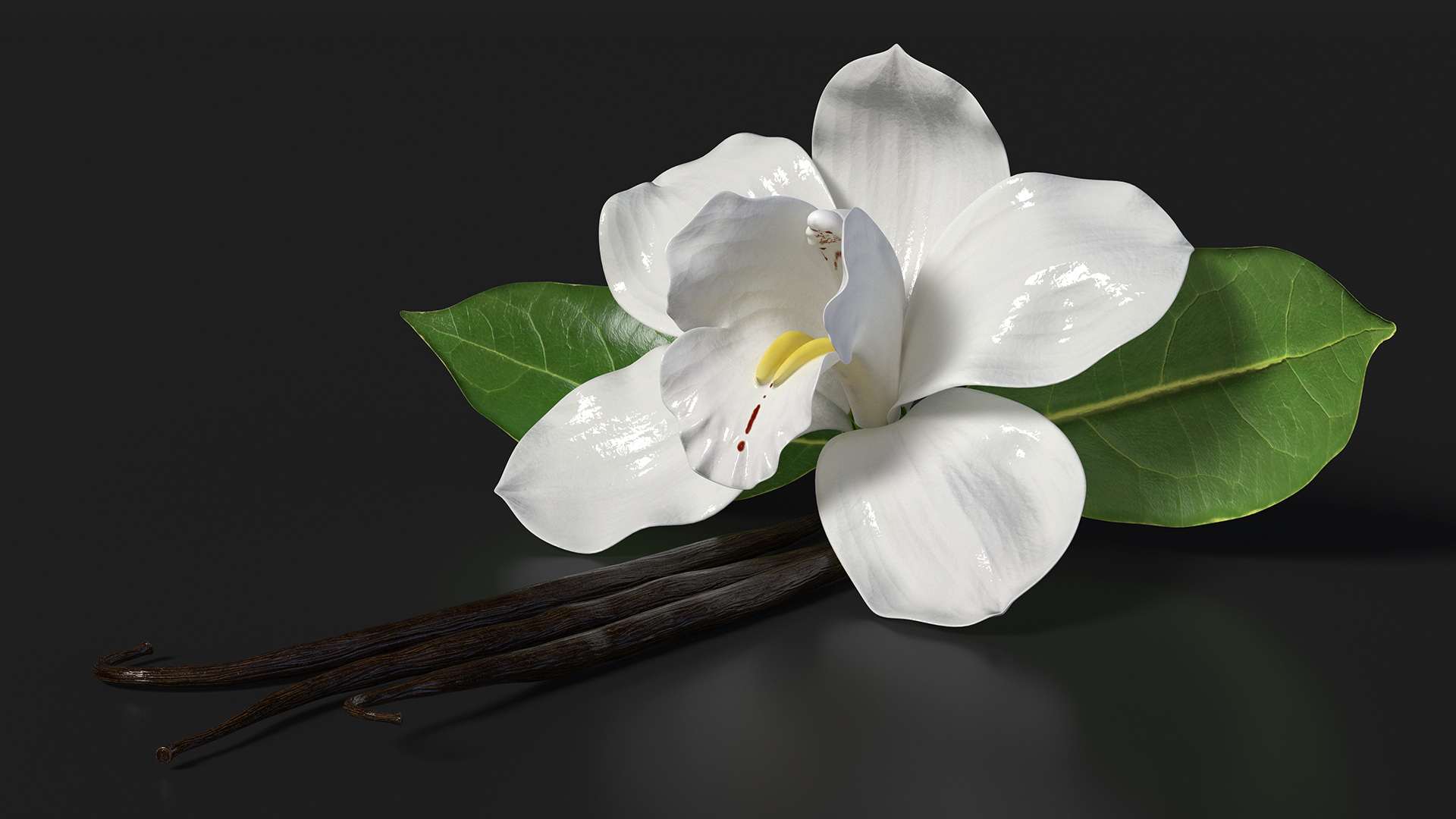 3D Hybrid Orchid Vanilla with Vanilla Sticks