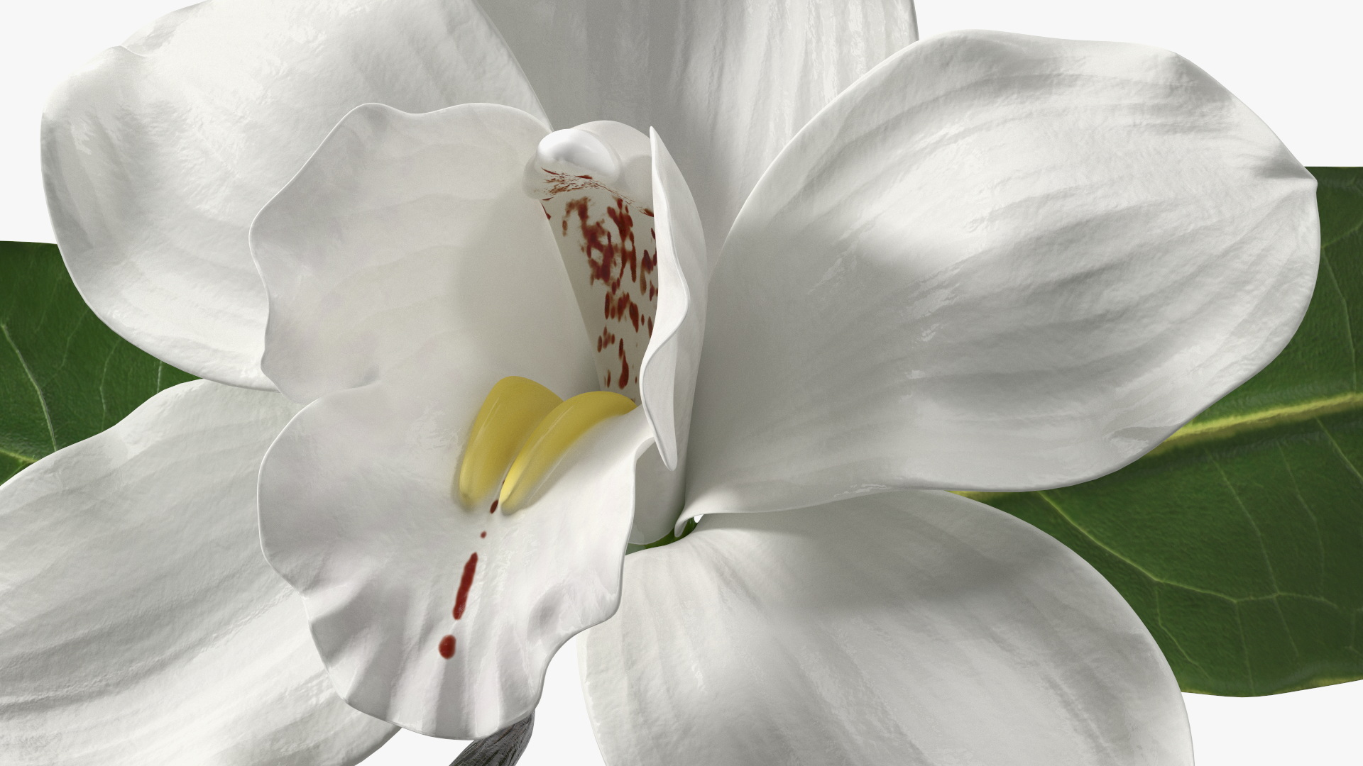3D Hybrid Orchid Vanilla with Vanilla Sticks