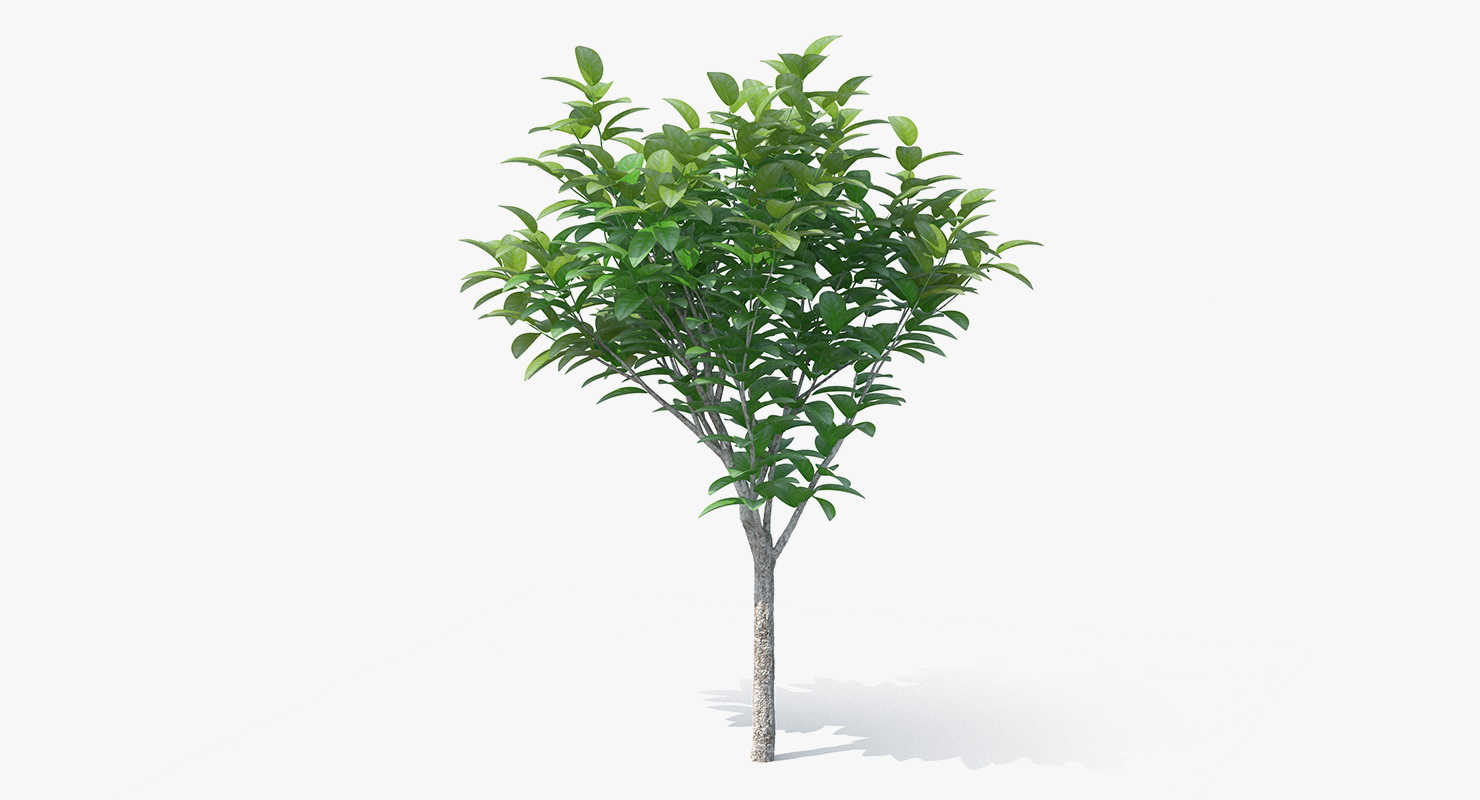3D model Small Tree