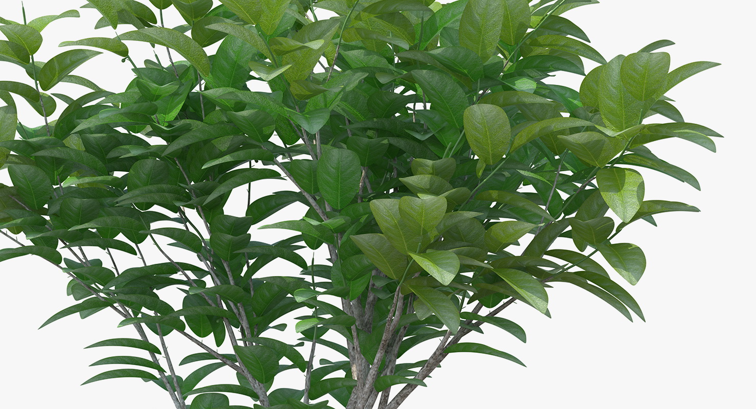 3D model Small Tree