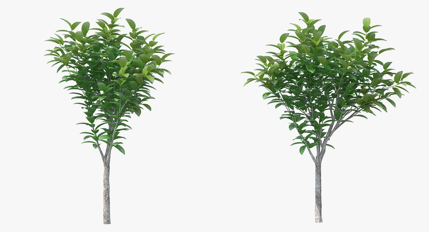 3D model Small Tree
