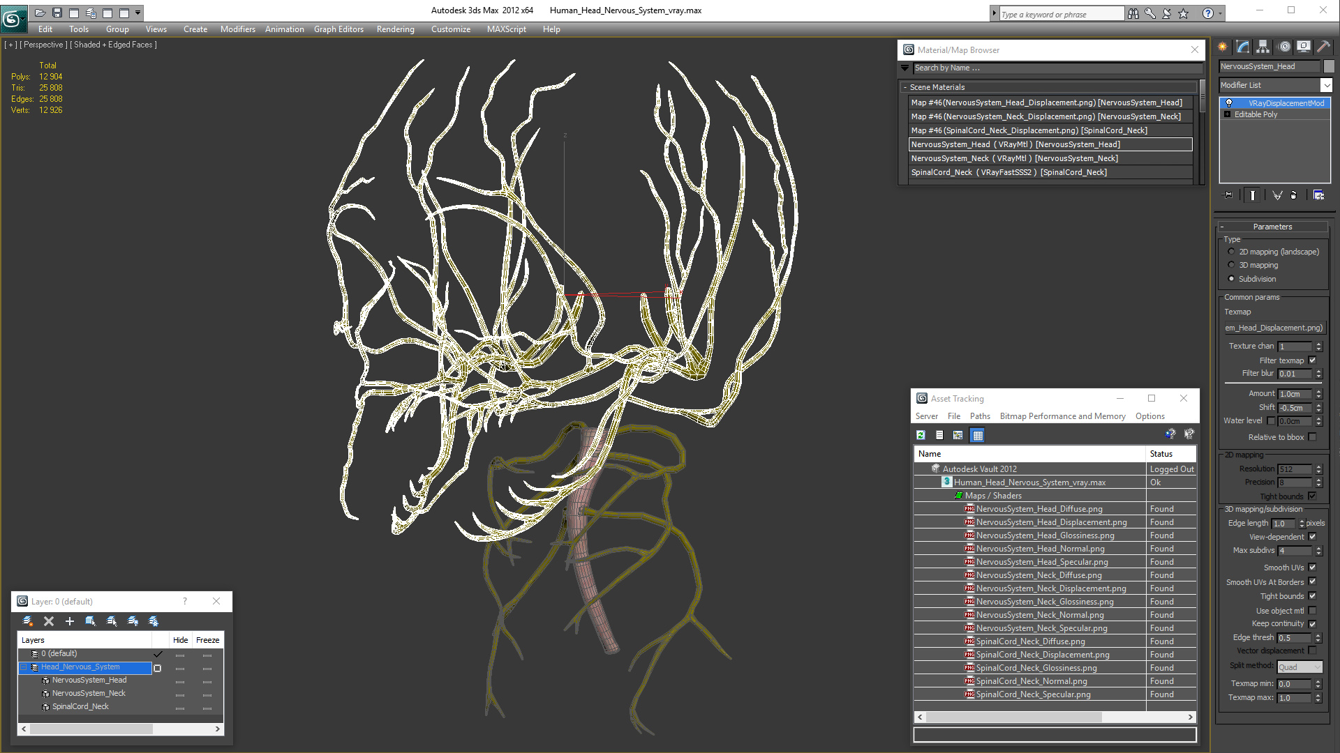 3D model Human Head Nervous System