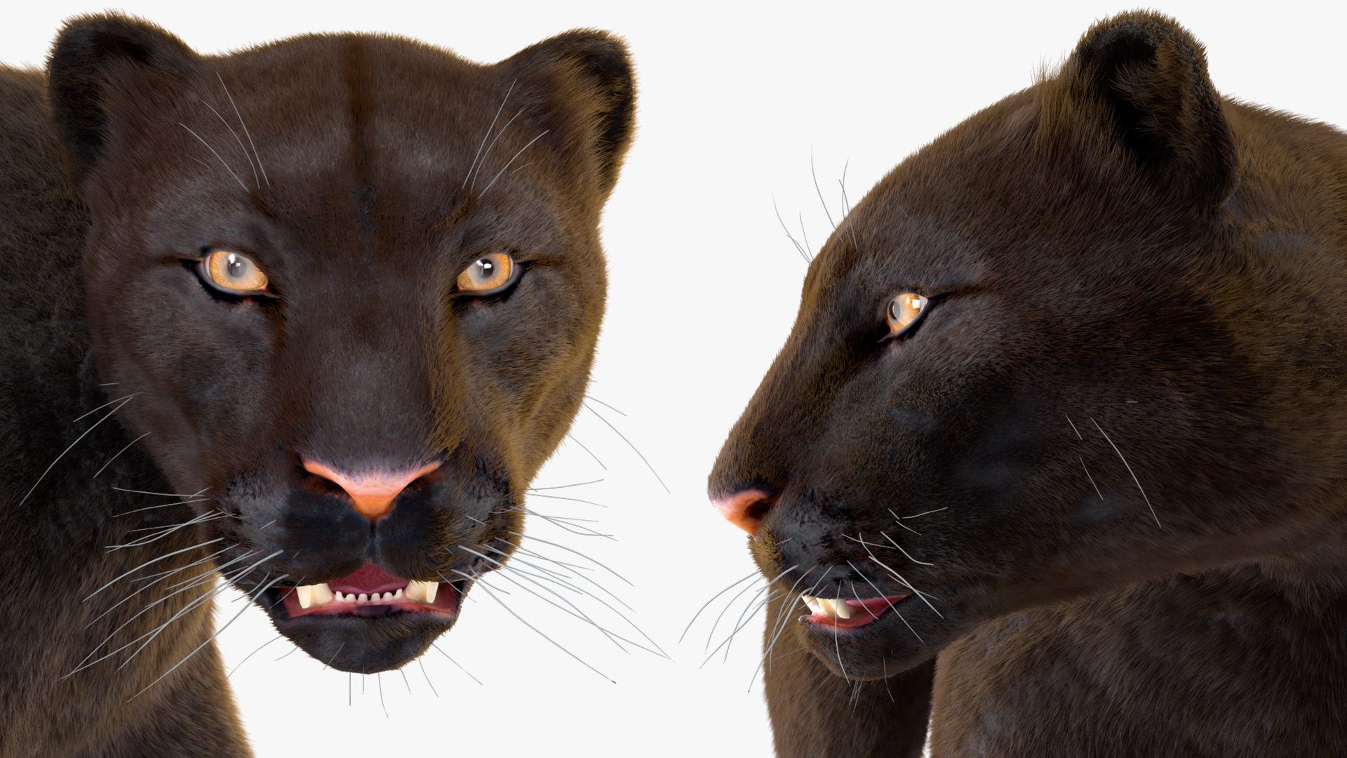 3D model Black Panther Walking Pose Fur