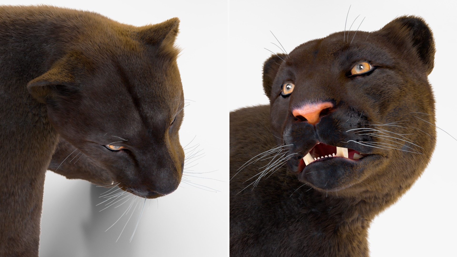 3D model Black Panther Walking Pose Fur
