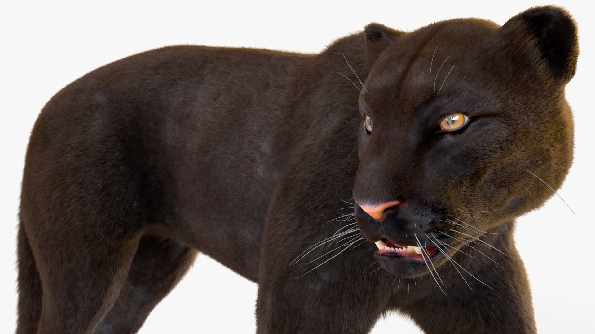 3D model Black Panther Walking Pose Fur