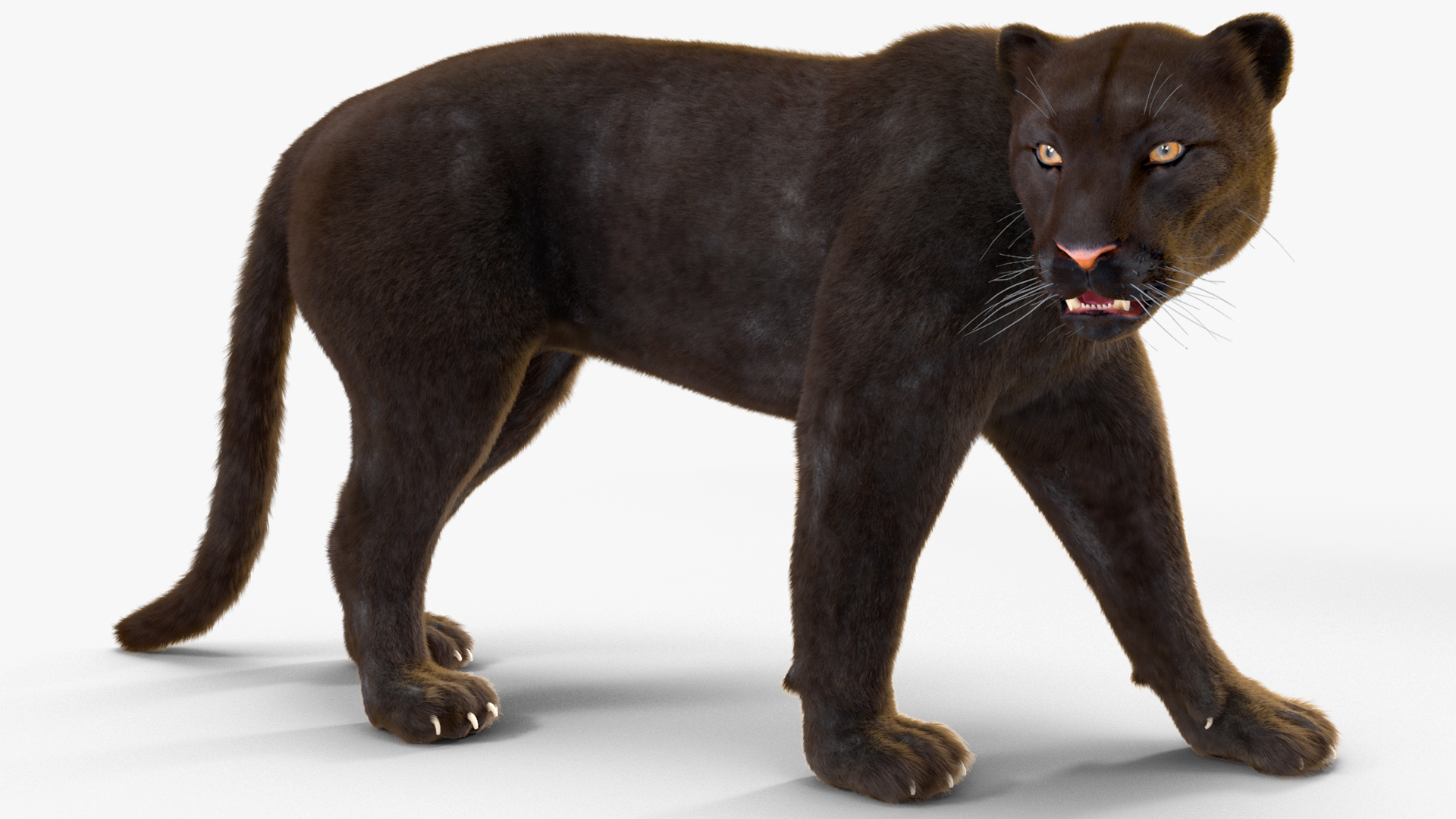 3D model Black Panther Walking Pose Fur