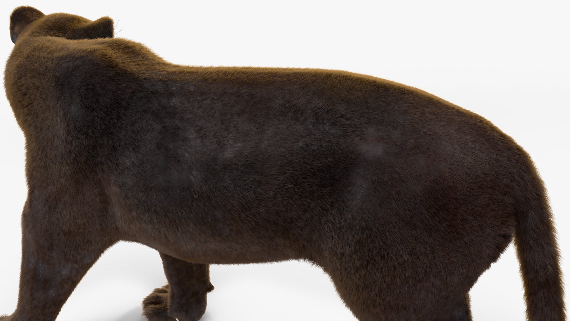 3D model Black Panther Walking Pose Fur