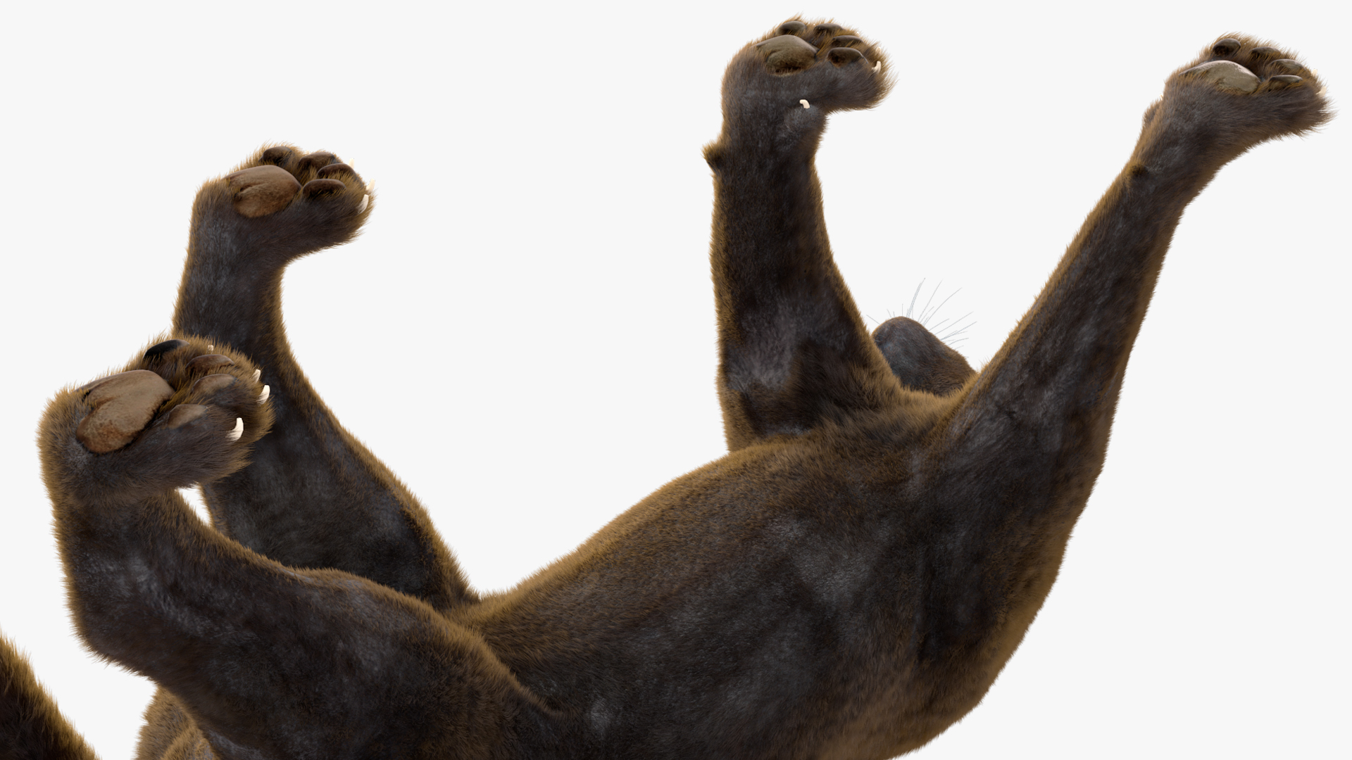3D model Black Panther Walking Pose Fur
