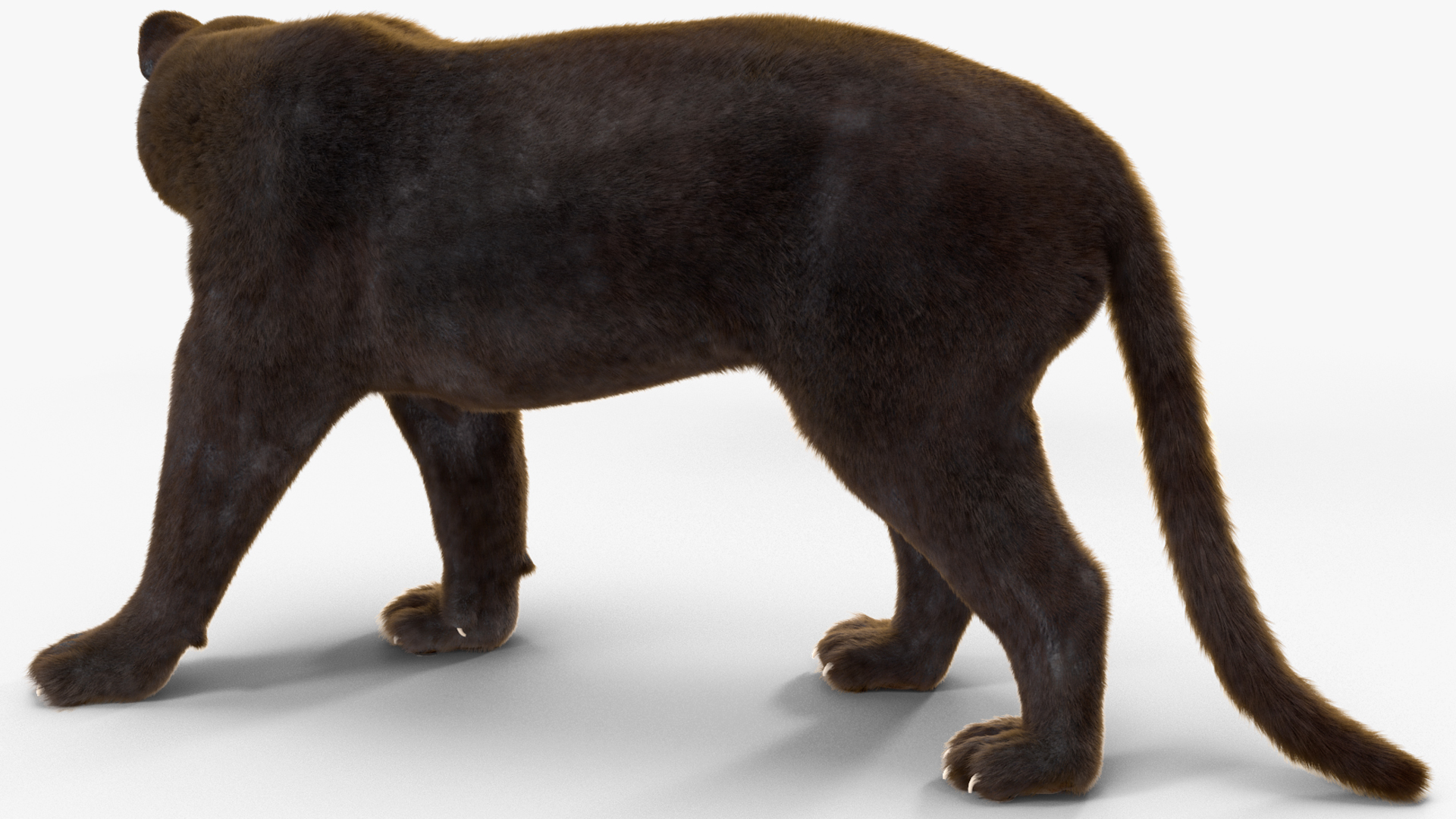 3D model Black Panther Walking Pose Fur