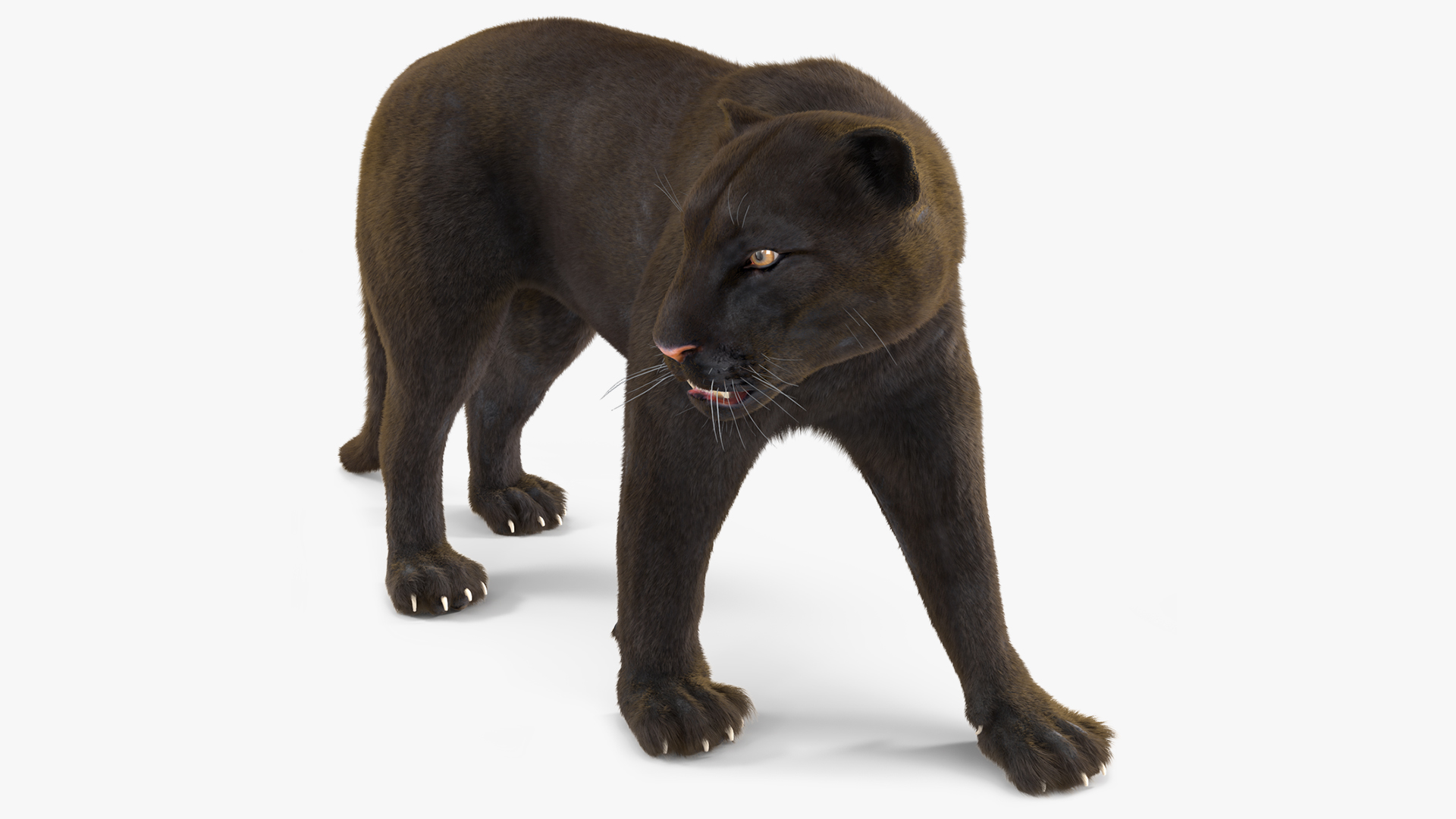 3D model Black Panther Walking Pose Fur