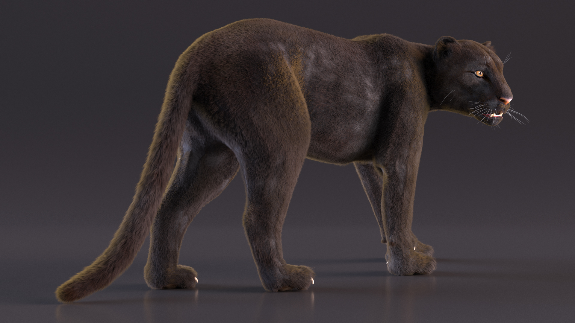 3D model Black Panther Walking Pose Fur