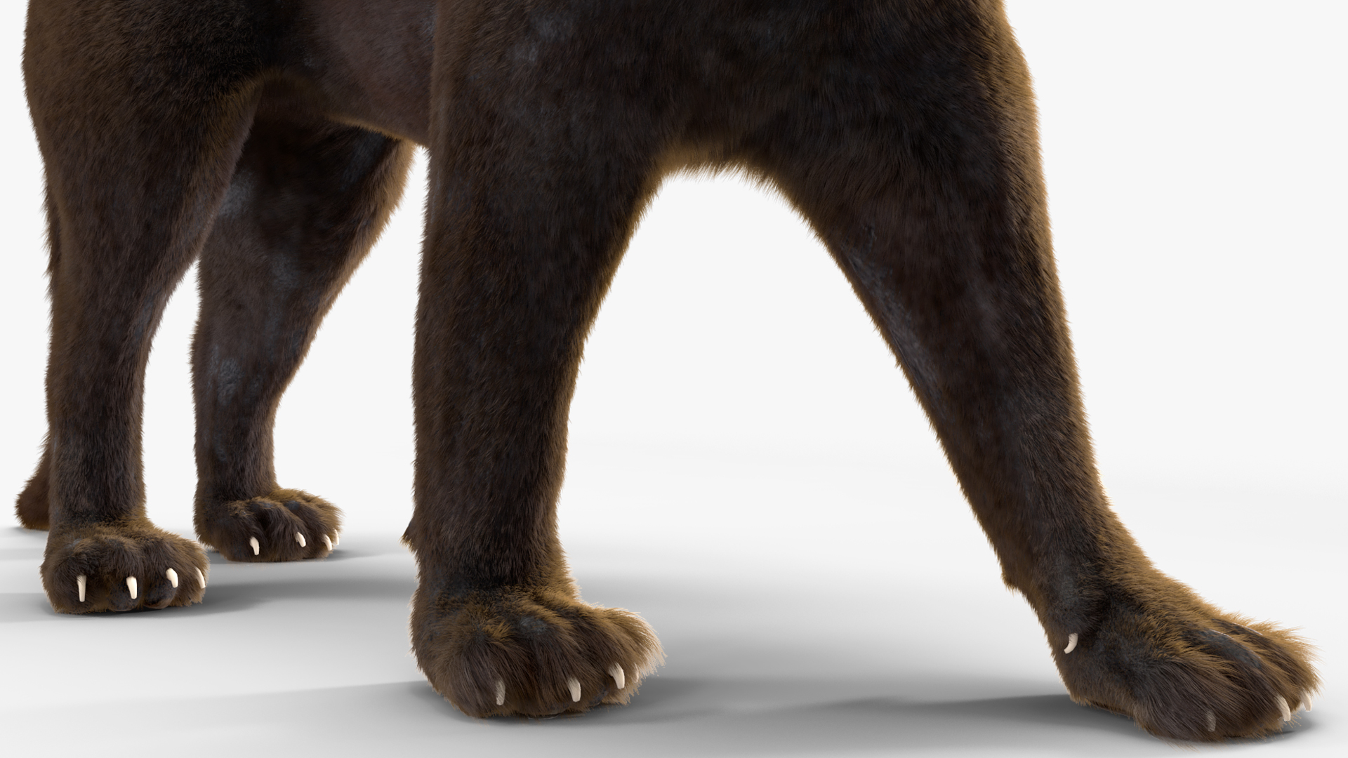 3D model Black Panther Walking Pose Fur