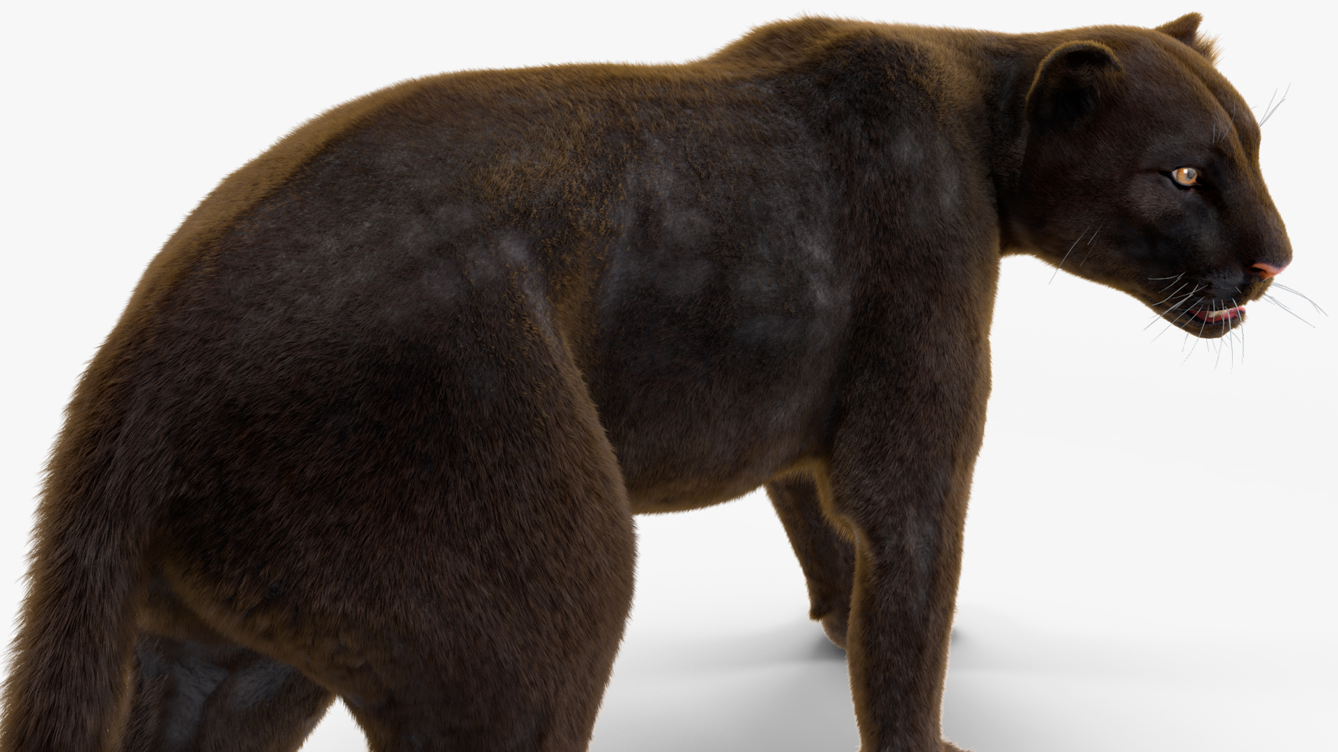 3D model Black Panther Walking Pose Fur