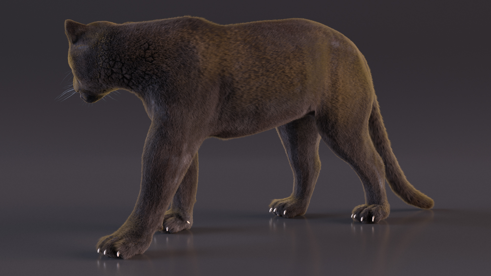 3D model Black Panther Walking Pose Fur