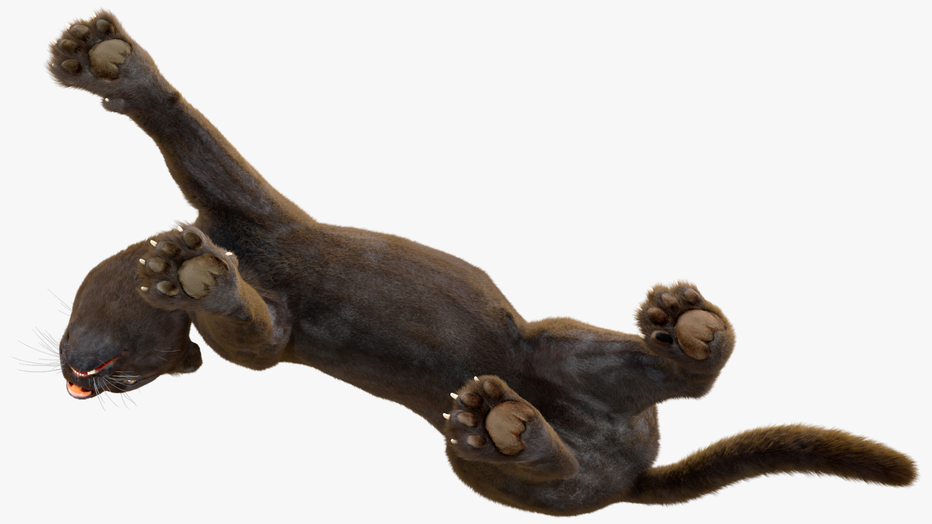 3D model Black Panther Walking Pose Fur