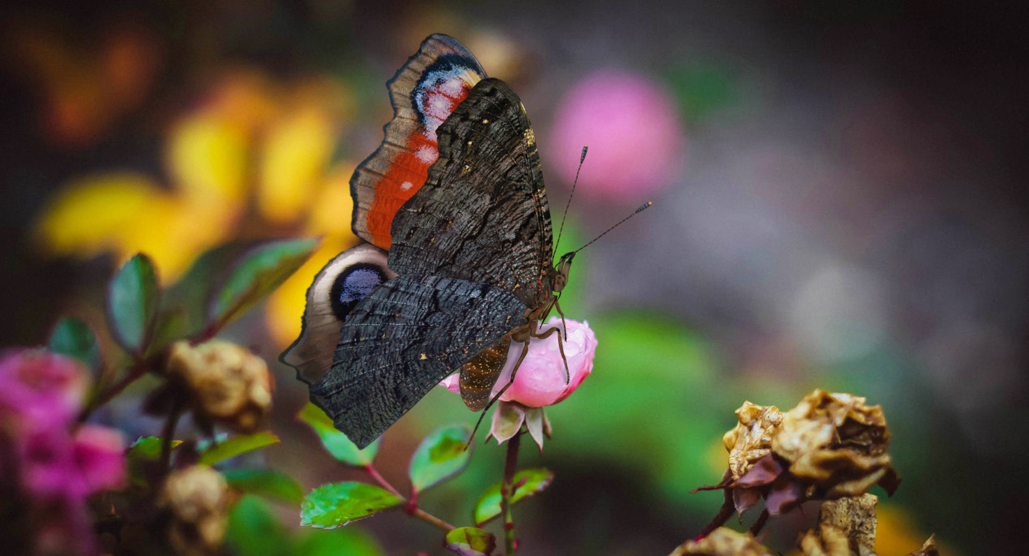 3D Aglais io Butterfly Flying Pose